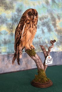 Asian Spectacled Owl, Legal Captive Bred, Taxidermy Bird Mount: This Owl was raised in captivity in a Zoo. It has a International Veterinarians Death Certificate and was legally imported here. The mount is clean and was recently done. On a 1 to 10 taxidermy qualit