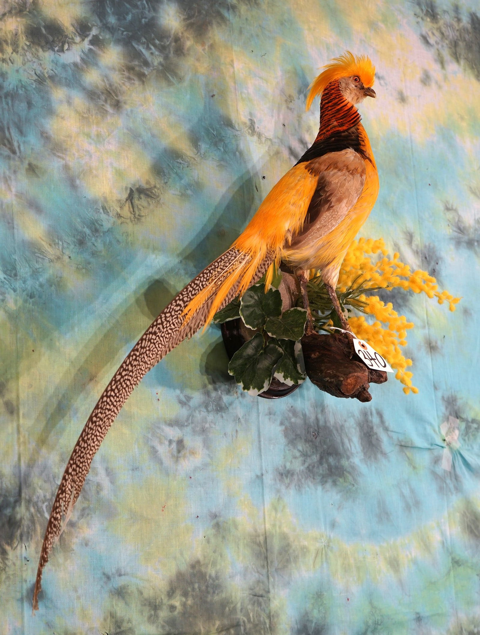 Stunning Golden Pheasant Taxidermy Bird Mount (1 of 3)