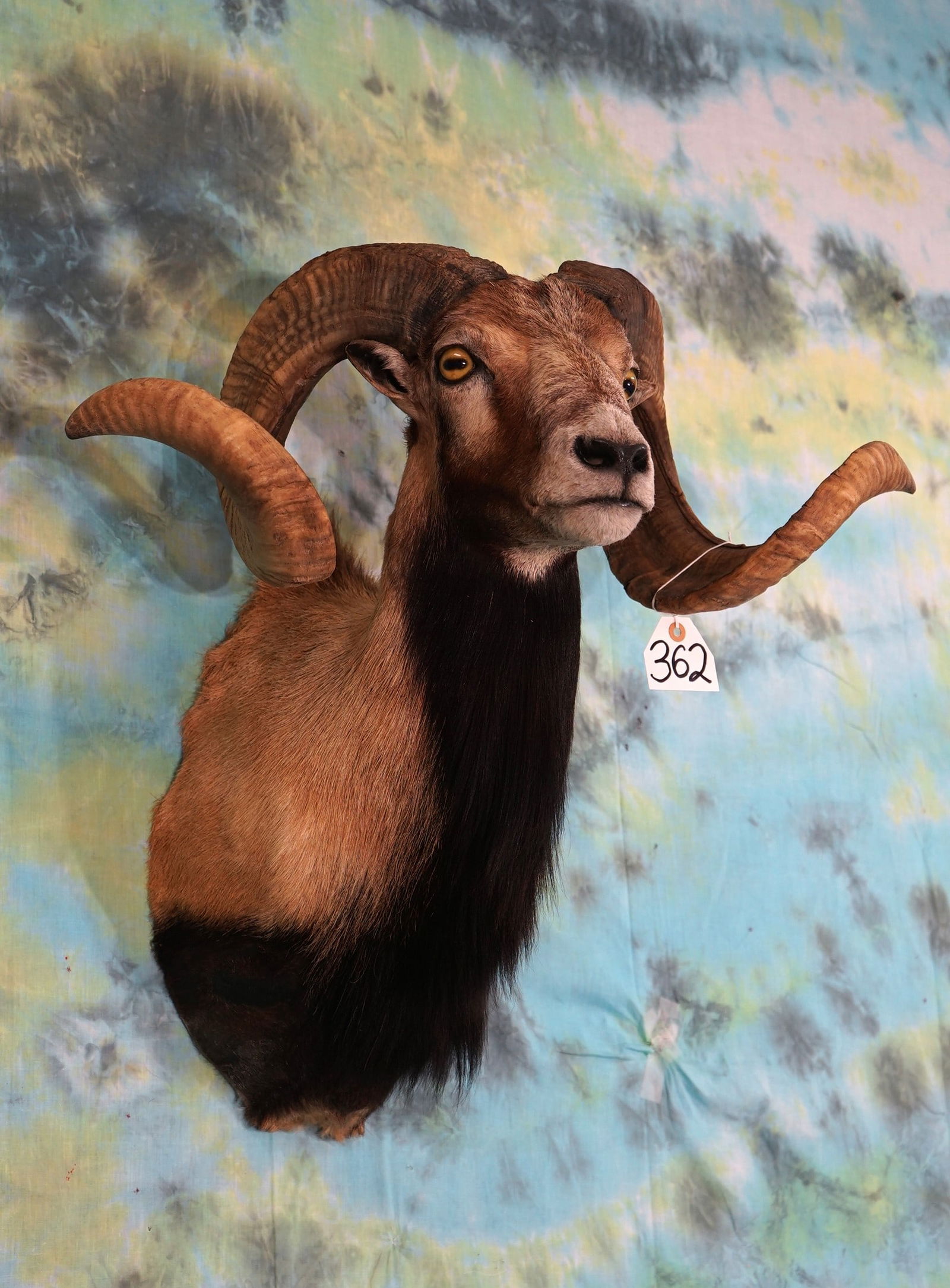 Big Corsican Sheep Shoulder Mount Taxidermy (1 of 2)