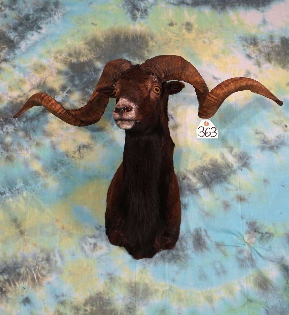 Black Hawaiian Sheep Shoulder Mount Taxidermy (1 of 2)
