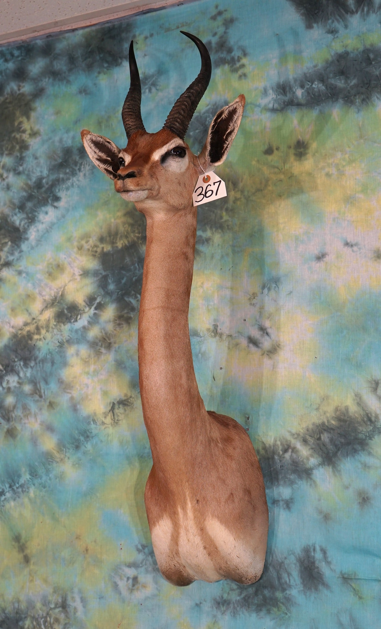 African Gerenuk Gazelle Shoulder Mount Taxidermy (1 of 2)