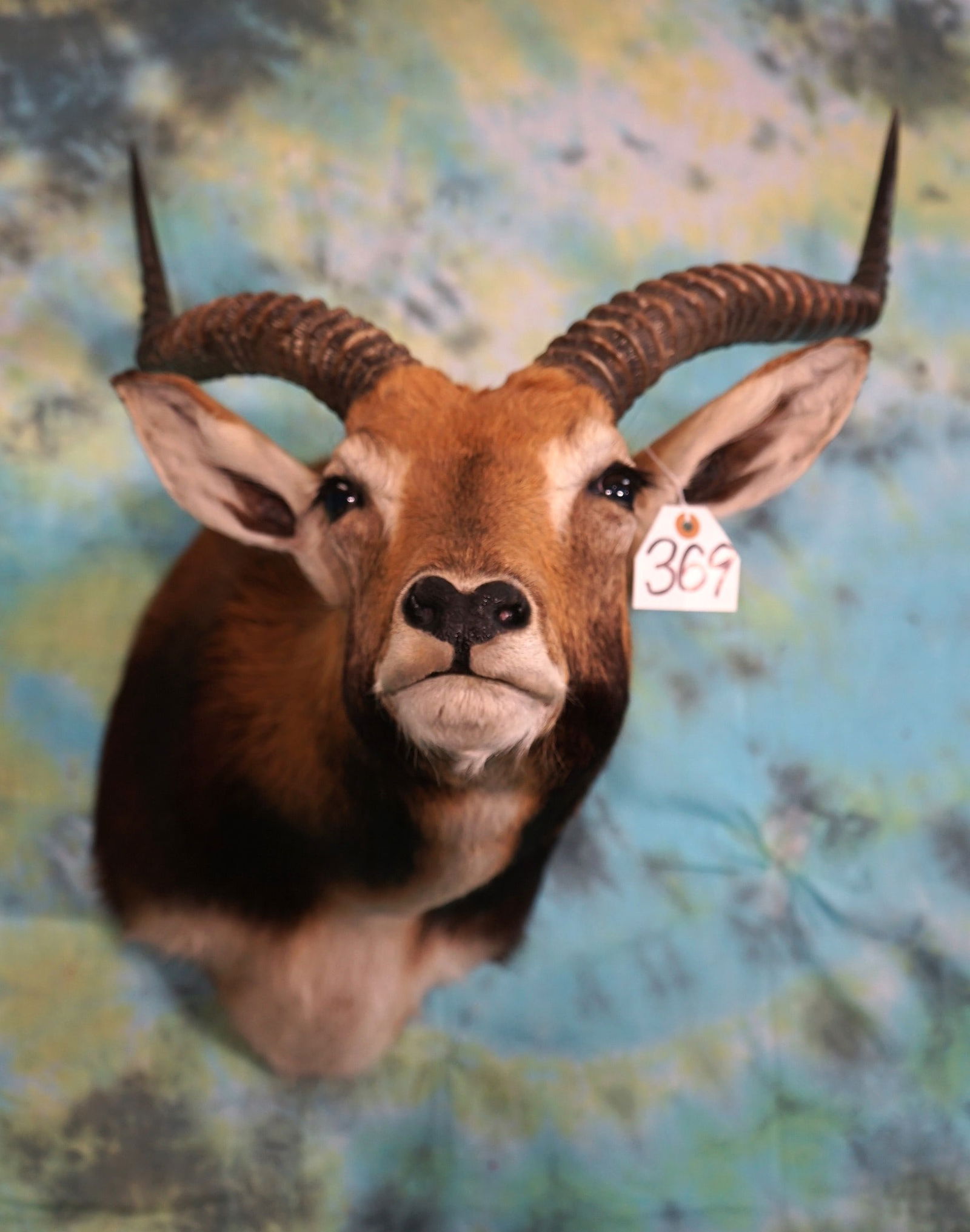 Beautiful African Black Lechwe Shoulder Mount Taxidermy (1 of 2)