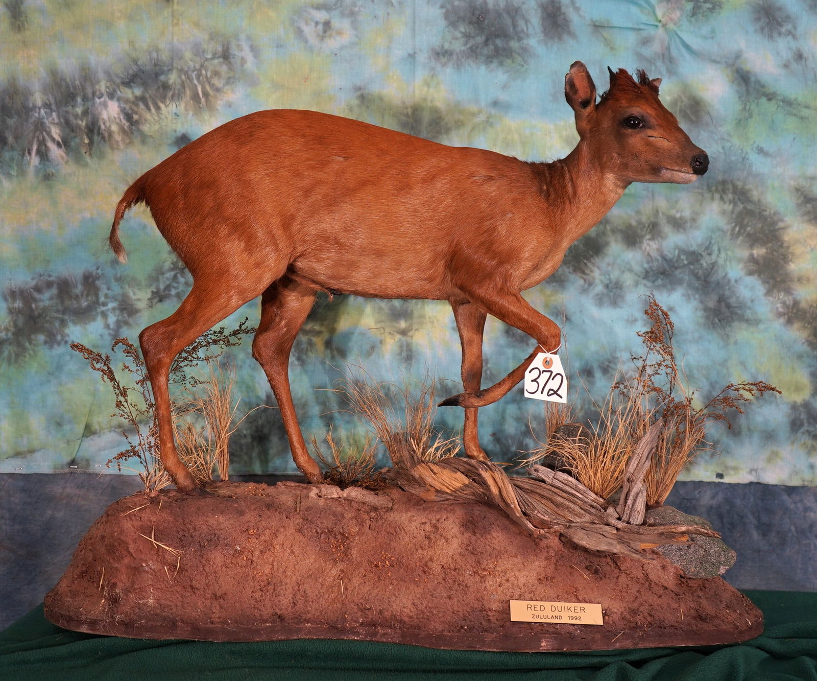 African Natal Red Duiker Pygmy Antelope Full Body Mount Taxidermy (1 of 3)
