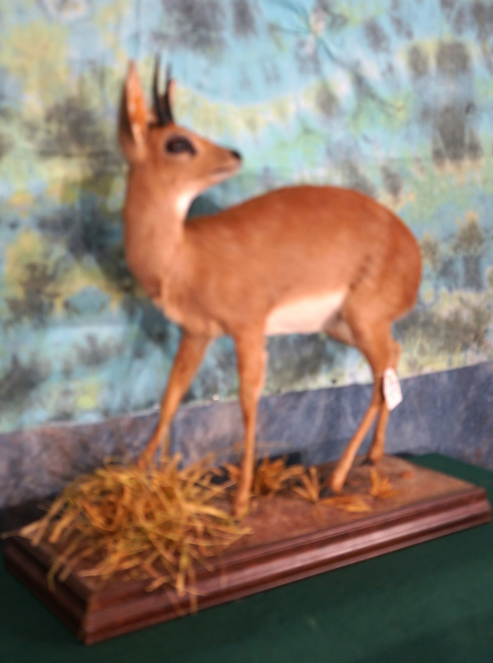 African Stienbuck Pygmy Antelope Full Body Mount Taxidermy (1 of 3)