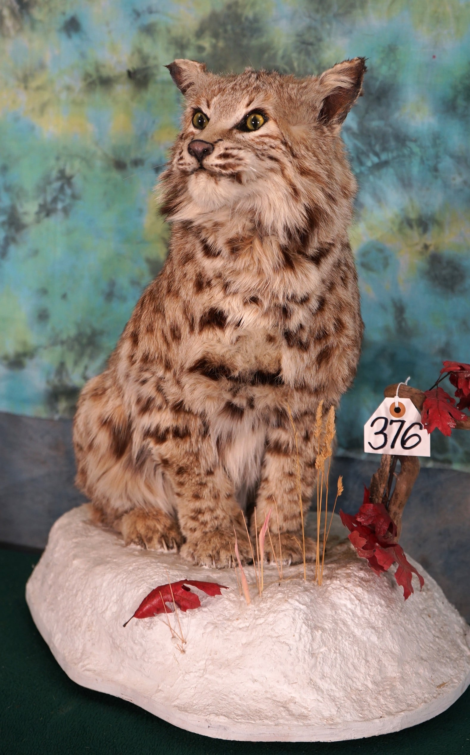 Wyoming Bobcat Full Body Taxidermy Mount (1 of 3)