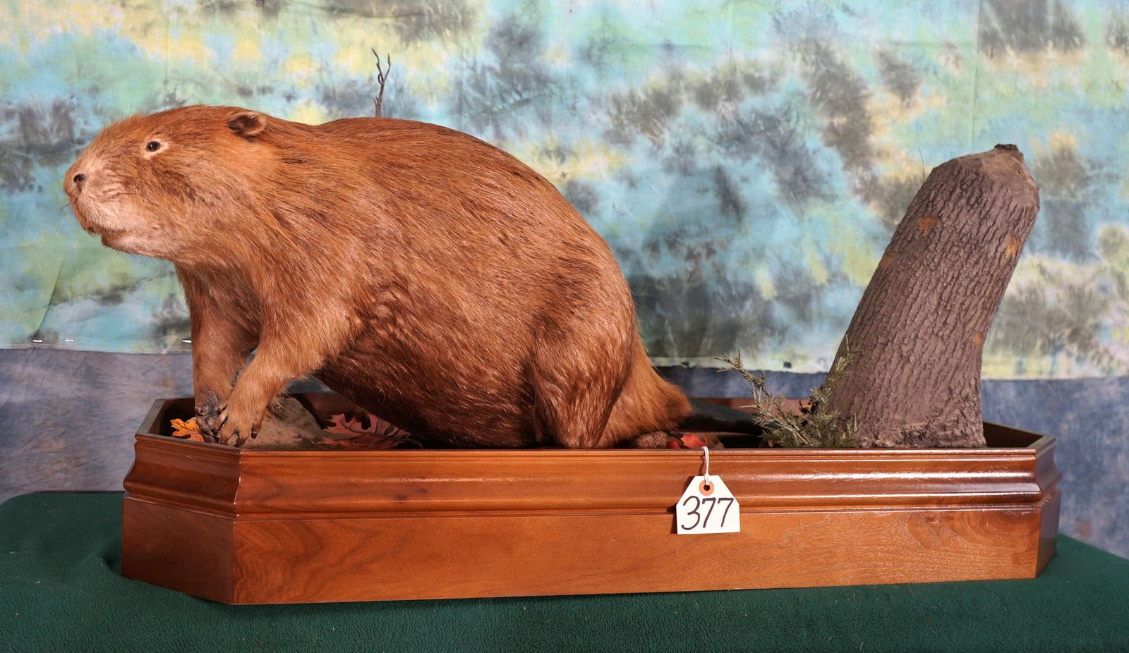 Beautiful Beaver Full Body Mount Taxidermy (1 of 4)