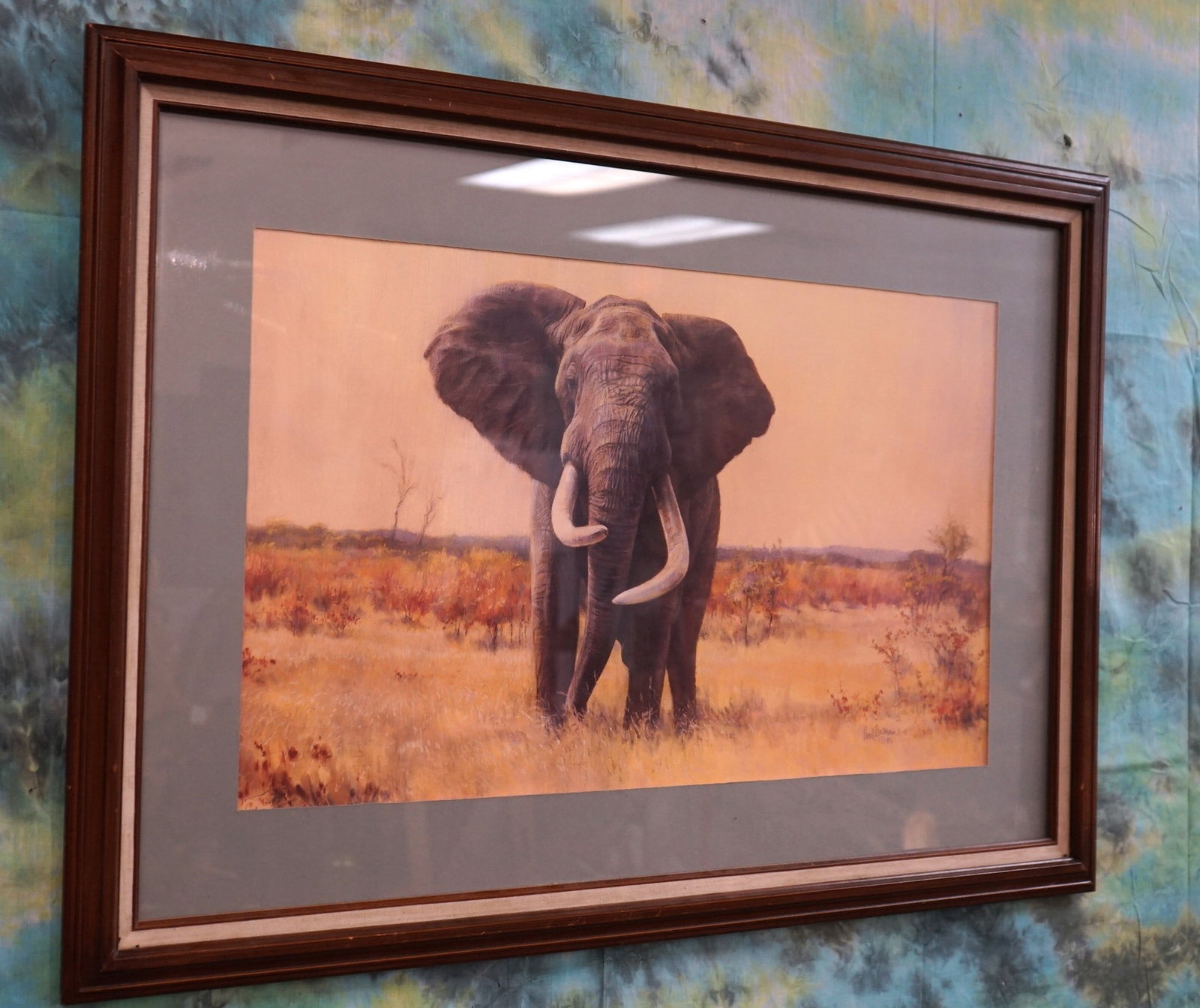 Framed Print of the Famous Elephant "Ndulamithi": This framed Print is of a well known Elephant that lived in Kruger National Park, in South Africa, along the Nkokodz River area of the Park. He passed away in 1985 and his left tusk was 9 1/2" feet lo