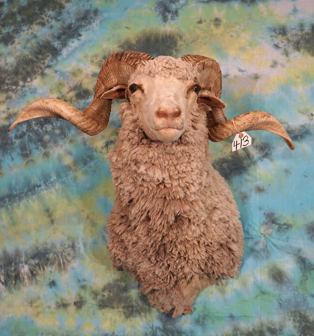 Merino Sheep Shoulder Taxidermy Ram Mount (1 of 3)