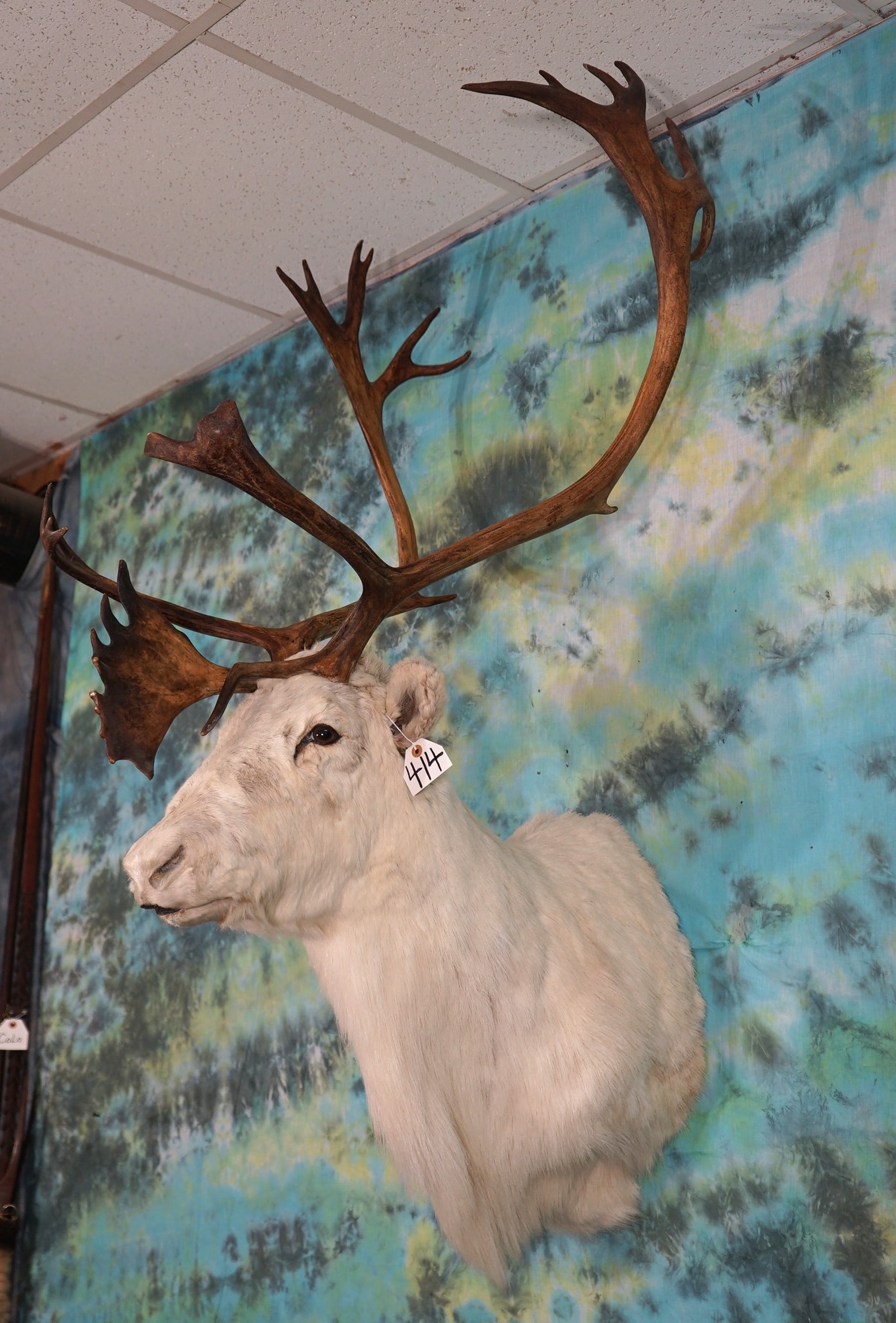 Arctic Islands or "Peary's" Caribou Shoulder Mount Taxidermy (1 of 6)