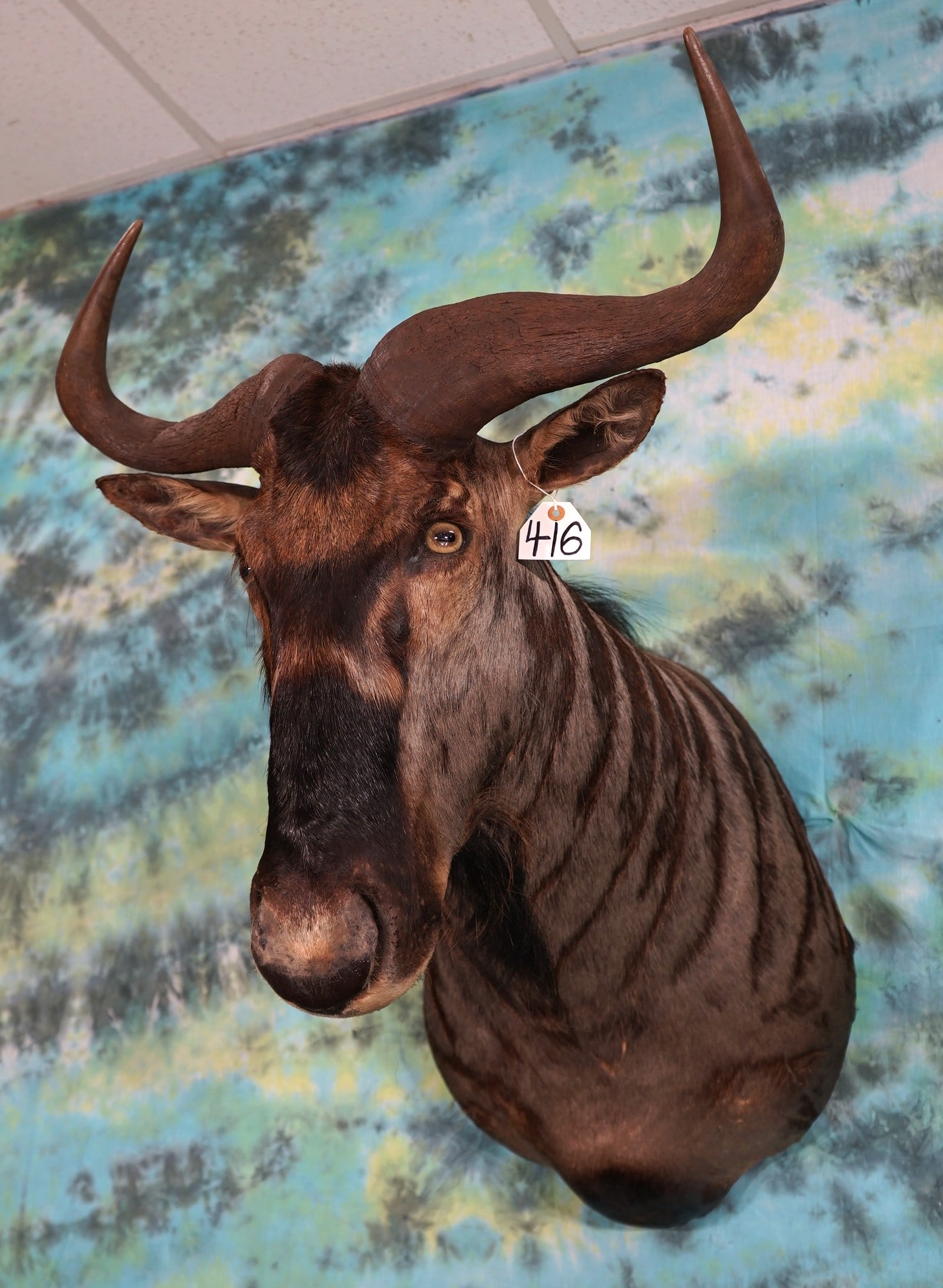 Nyasaland Wildebeest Shoulder Mount Taxidermy (1 of 2)