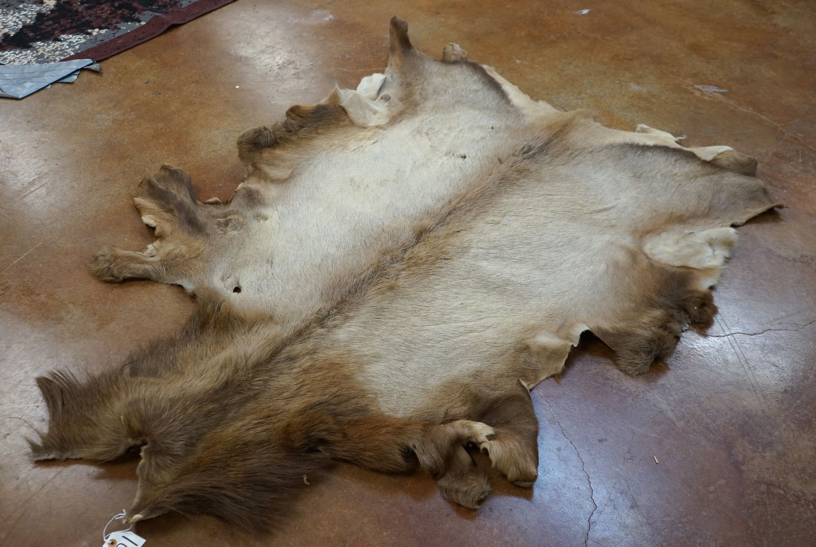 Tanned Elk Backskin Taxidermy (1 of 2)