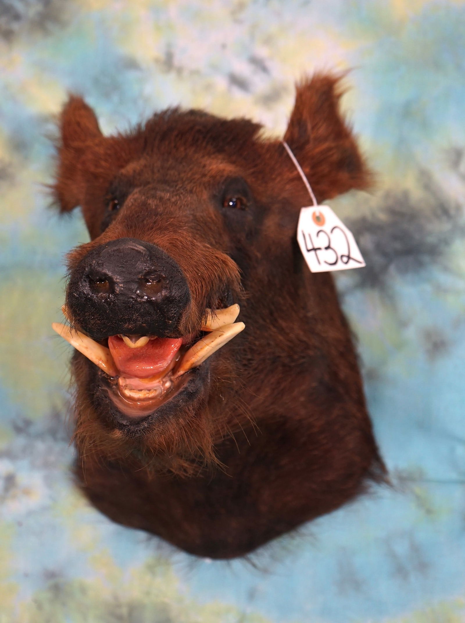 Rusty Red Wild Boar Shoulder Mount Taxidermy (1 of 2)