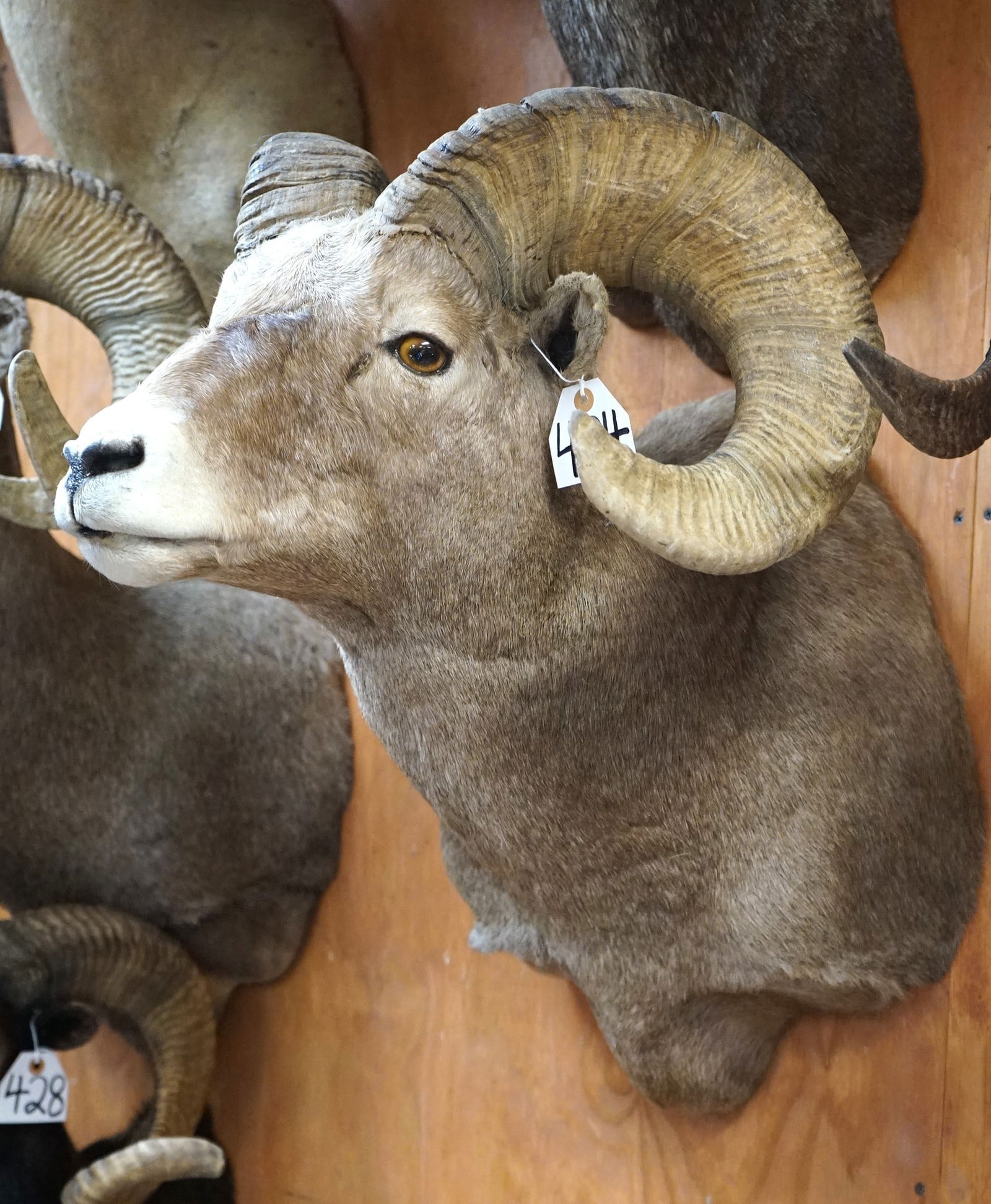Rocky Mountain Bighorn Sheep Shoulder Taxidermy Ram Mount (1 of 3)