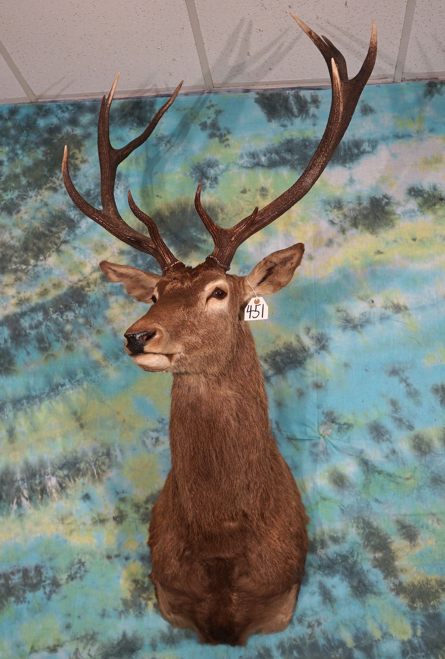 Red Stag Shoulder Mount Taxidermy: This is a 6 x 6 that is clean and in excellent condition. The taxidermy grades is a 10.