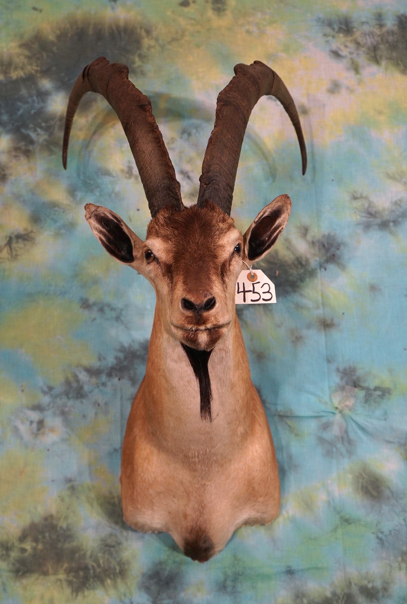 Persian Ibex Shoulder Mount Taxidermy: This is a mature and average size male. This mount is clean and in excellent condition. The taxidermy grades a 9.75.