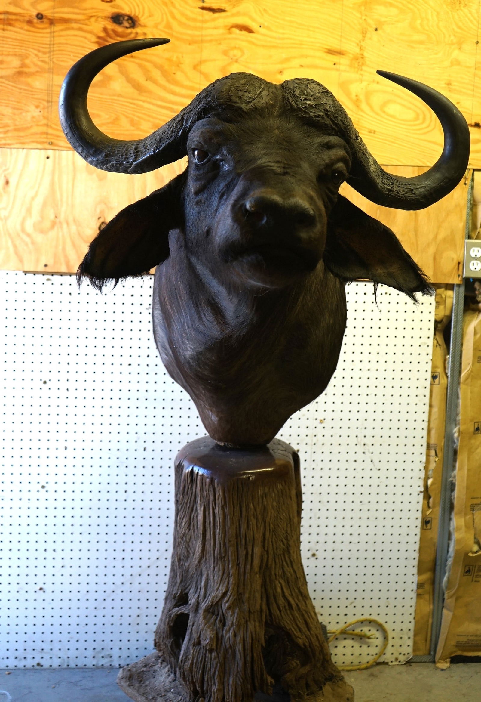 African Cape Buffalo Shoulder Pedestal Mount Taxidermy (1 of 3)