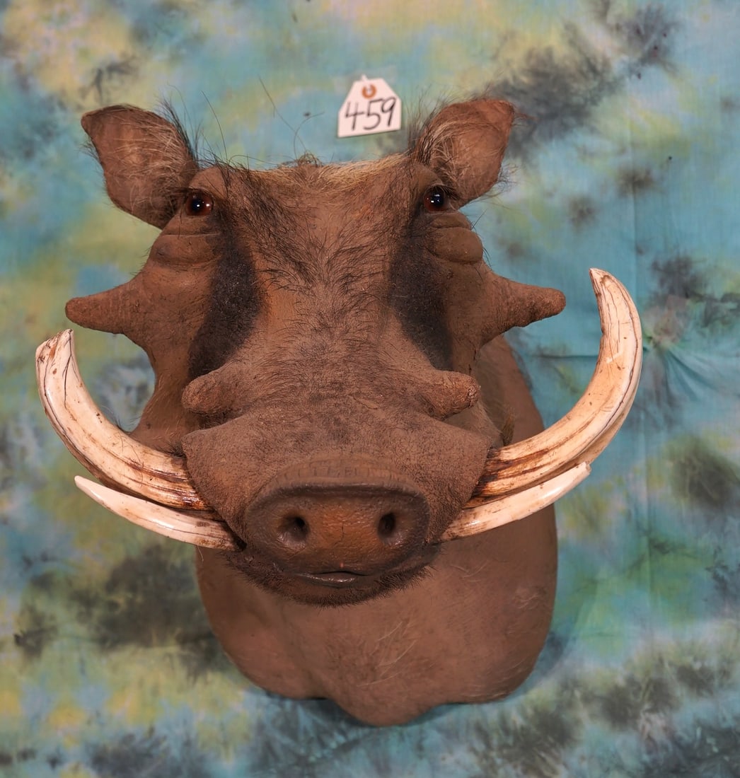 Record Class African Warthog Boar Shoulder Mount Taxidermy: This Warthog has Record Class Tusk. One side is worn down from rooting and digging in the ground. The mount is clean and in excellent condition. This mount grades a 10.