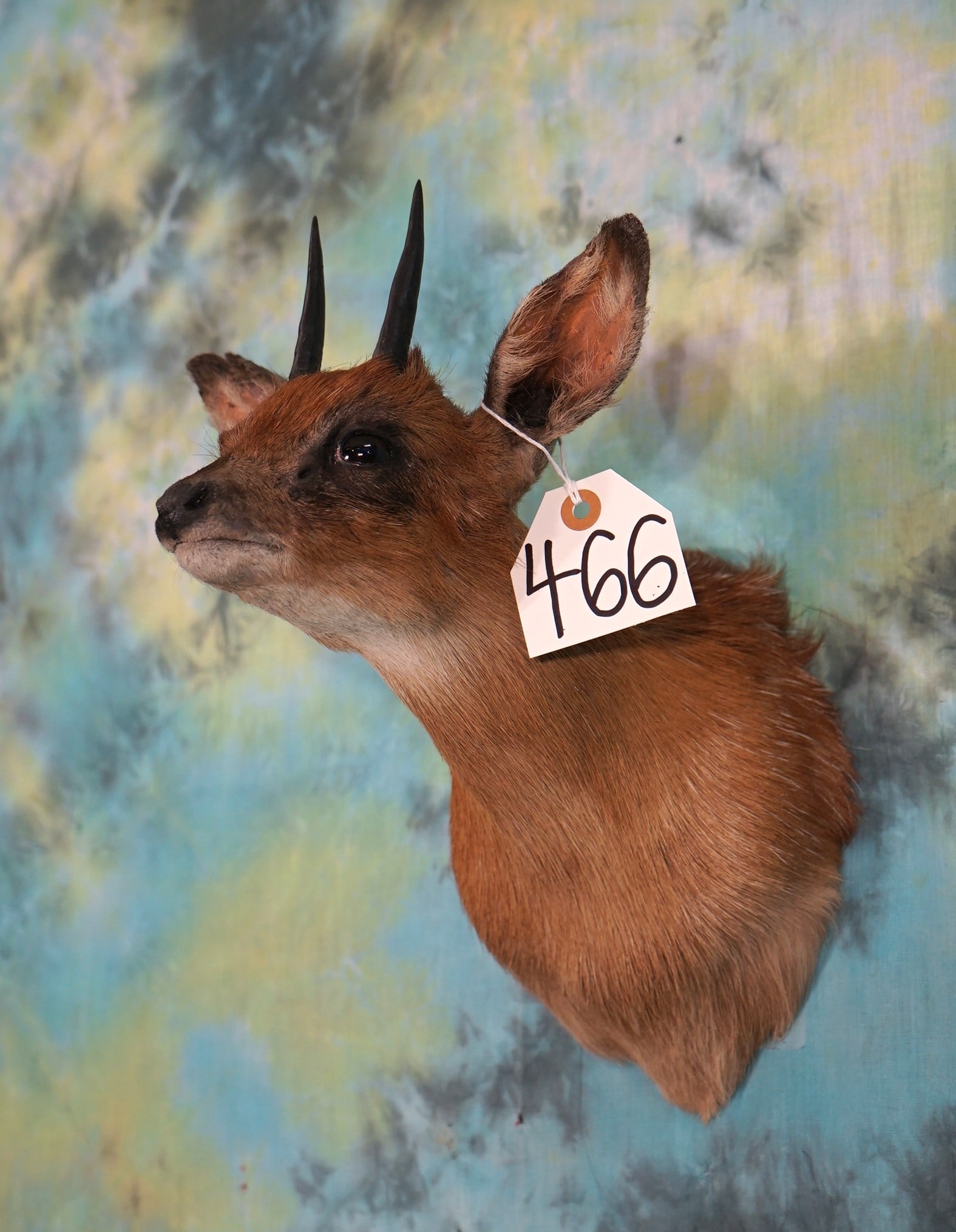 African Cape Grysbok Pygmy Antelope Shoulder Taxidermy Mount (1 of 2)