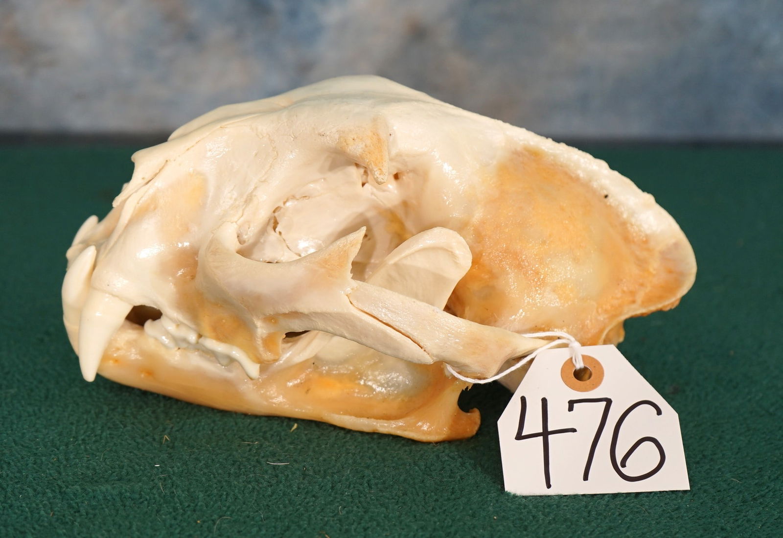 Large Mountain Lion Skull Taxidermy (1 of 2)