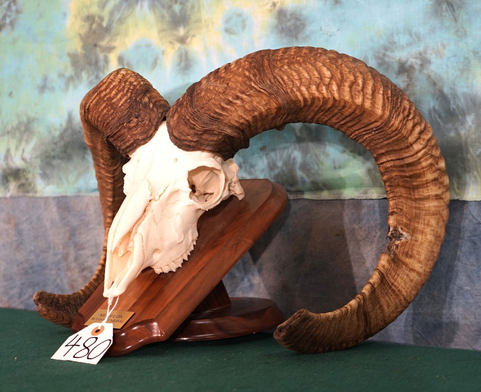SCI Gold Medal European Mouflon Ram Skull on Panel Taxidemry (1 of 2)