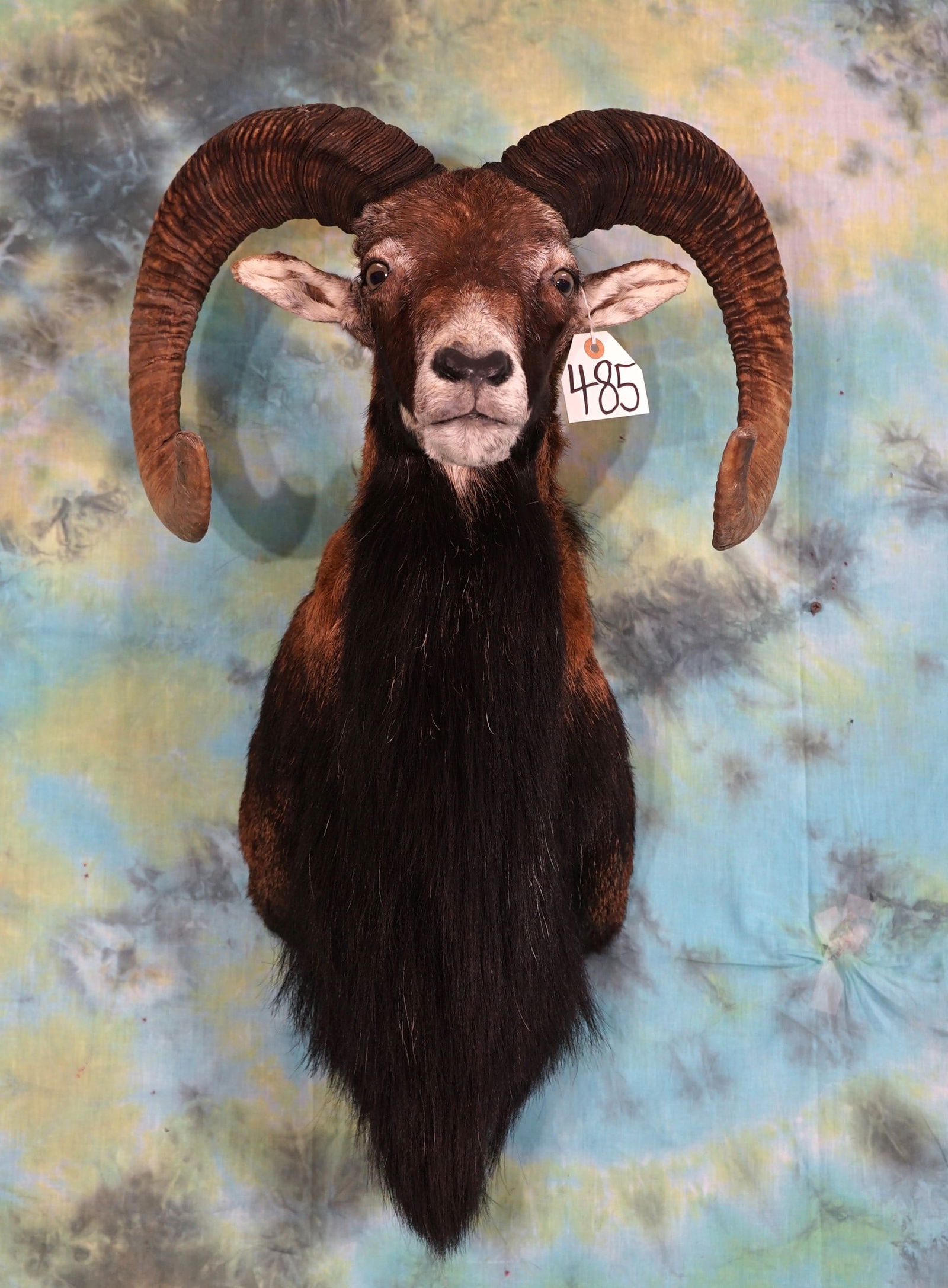 Mouflon Sheep Shoulder Taxidermy Mount (1 of 2)