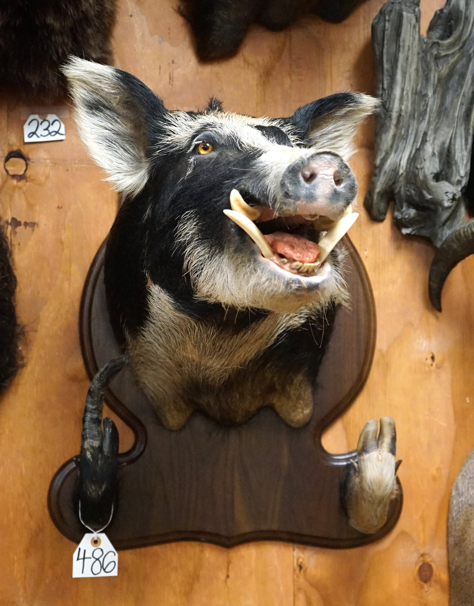 Monster Spotted Wild Boar Taxidermy Mount: This huge, over 300 lbs. Feral Boar is fixed on a plaque with front feet for a gun holding rack. Please notice the extra long toe hoof on his right front leg. It grew super long on one side and looks 