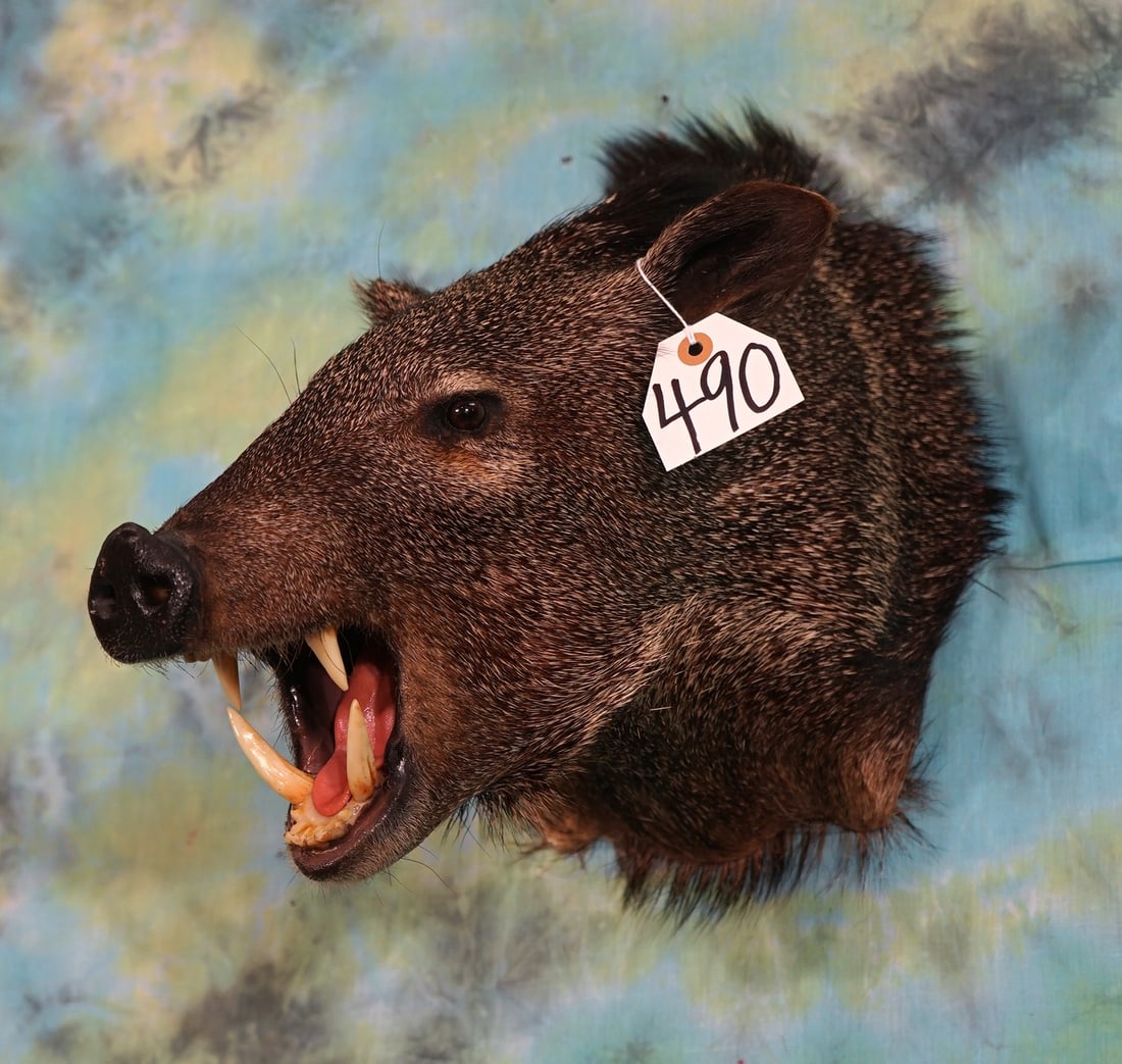 Javelina or "Collard Peccary Shoulder Mount Taxidermy (1 of 3)