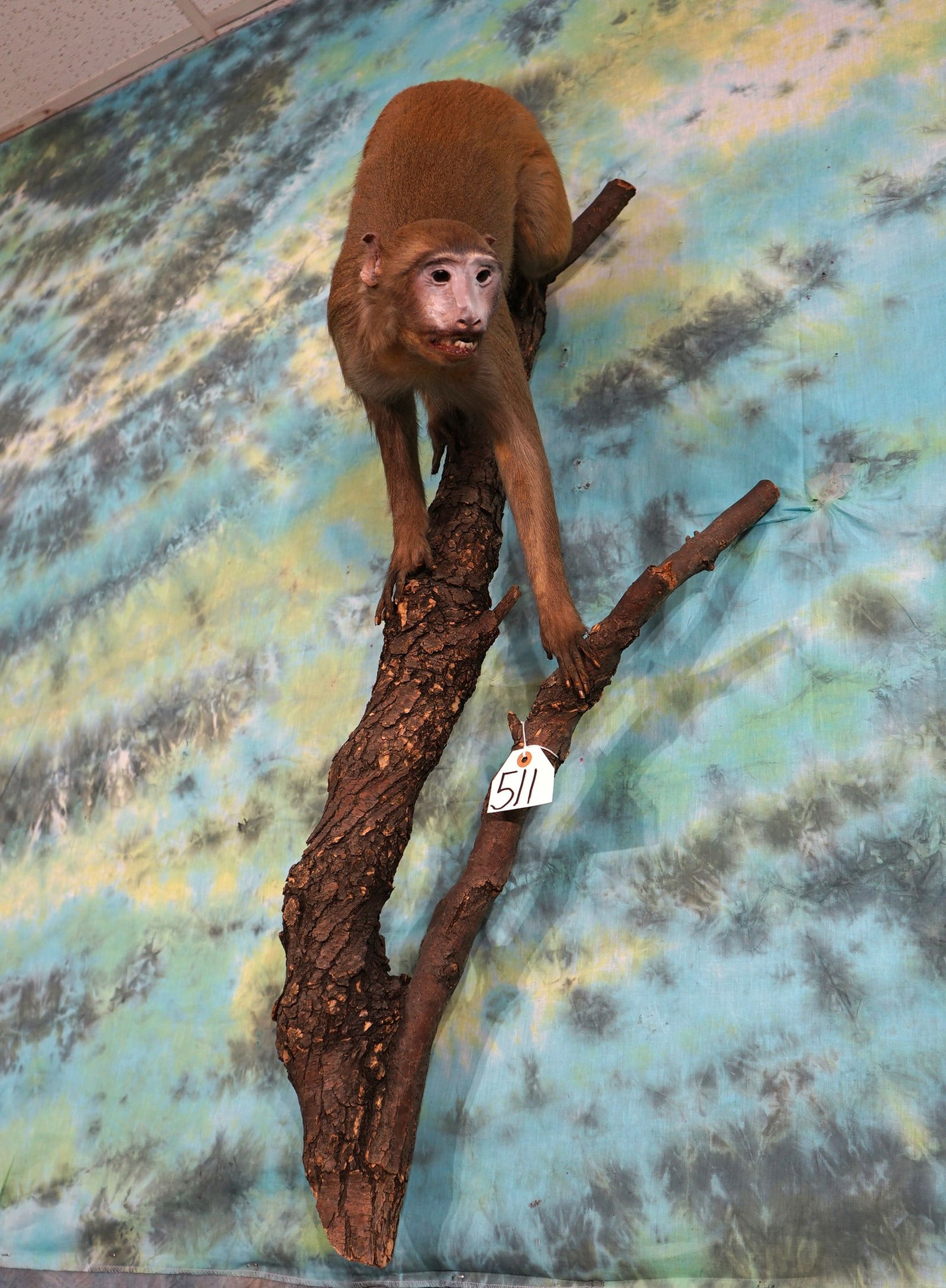 Asian Macaque Monkey Full Body Taxidermy Mount (1 of 4)