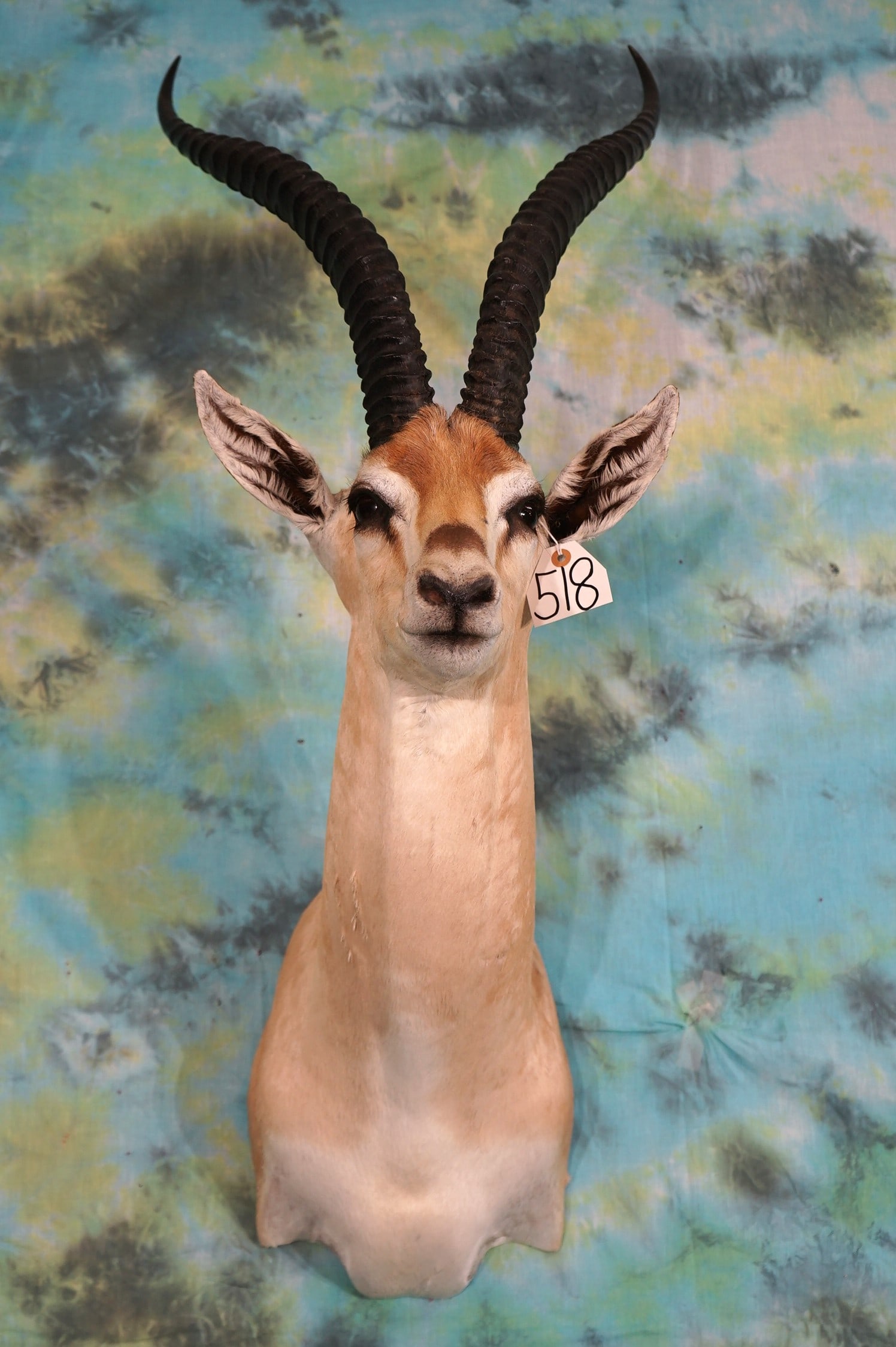 Record Book African Grant's Gazelle Shoulder Taxidermy Mount (1 of 2)