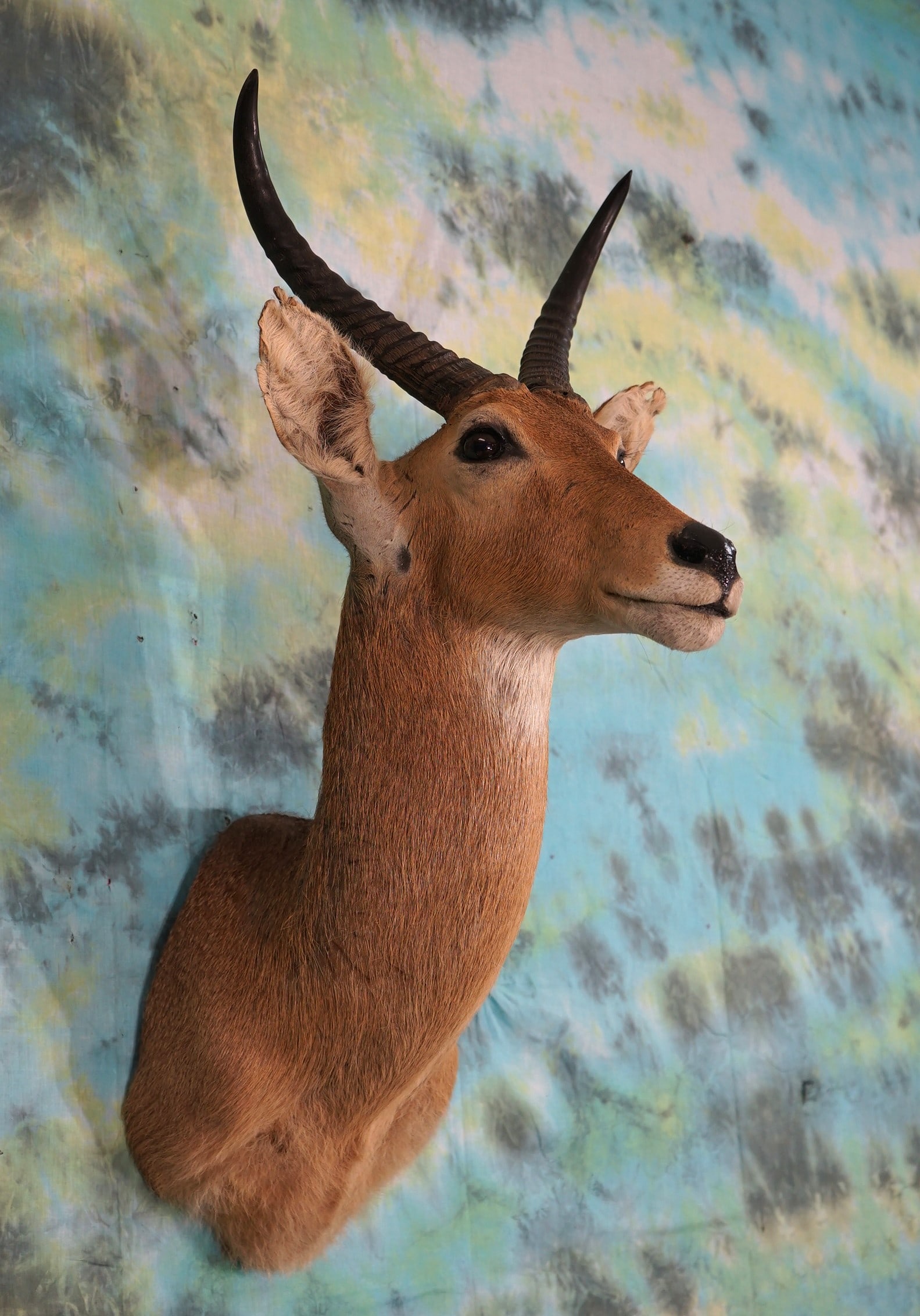 African Common Reedbuck Shoulder Mount Taxidermy (1 of 2)