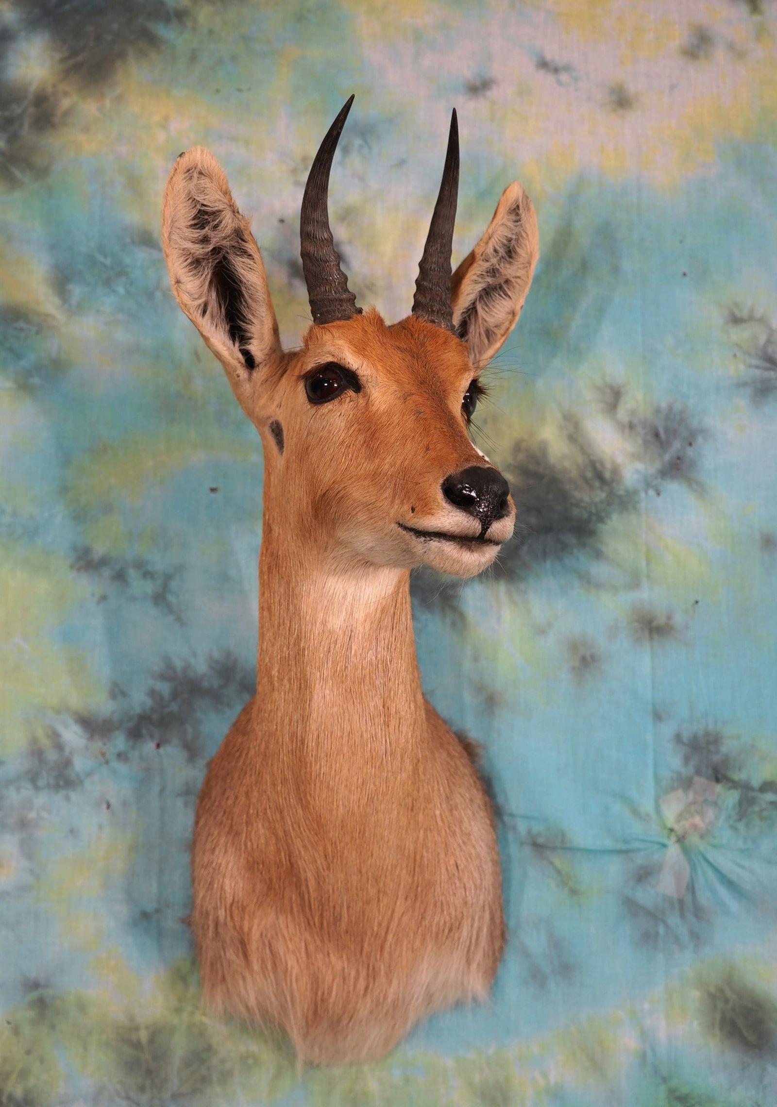 African Mountain Reedbuck Shoulder Taxidermy Mount (1 of 2)