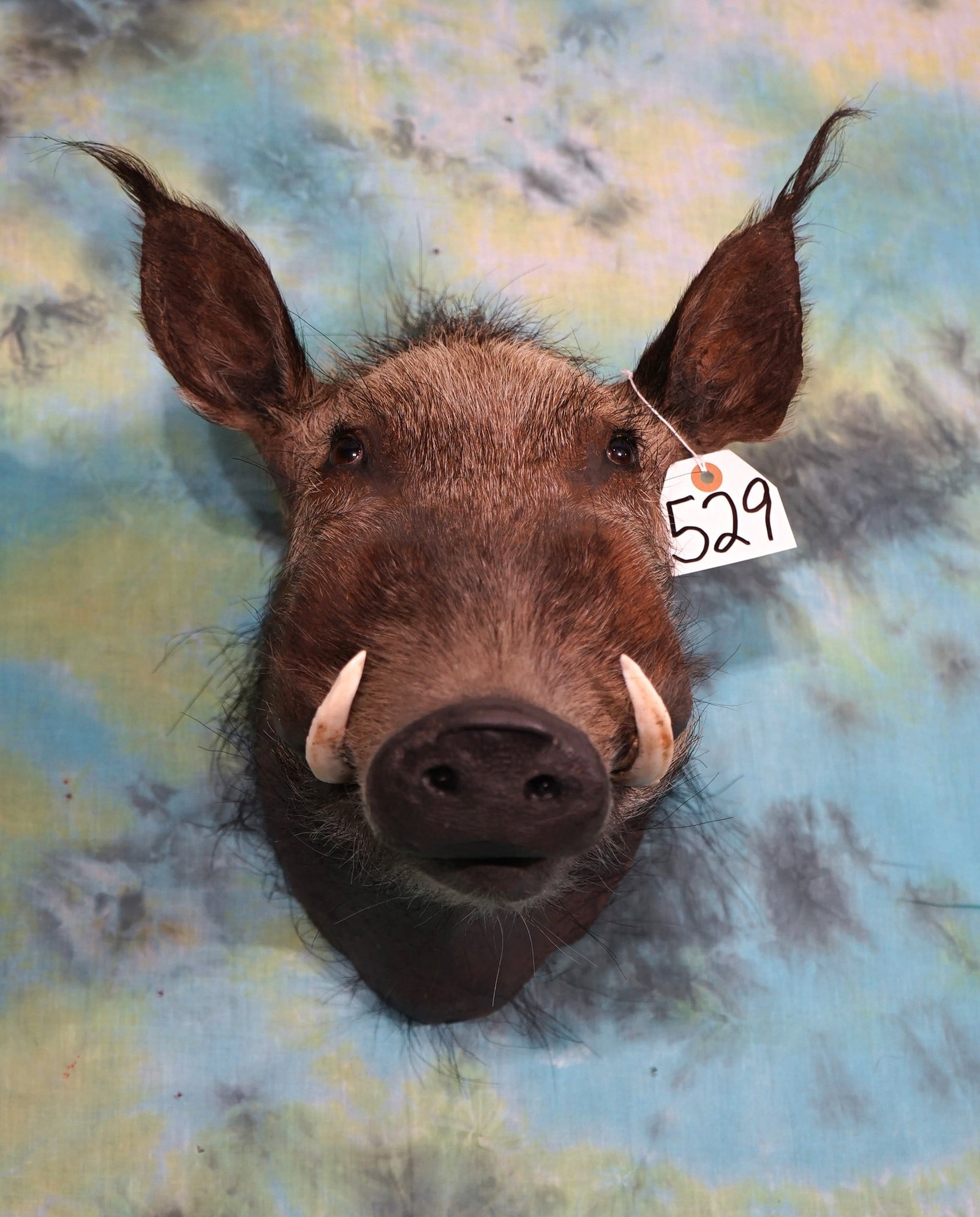African Bushpig Shoulder Taxidermy Mount: This mount is clean and in excellent condition. This one was mounted using the real tusk. The taxidermy quality is level 10.