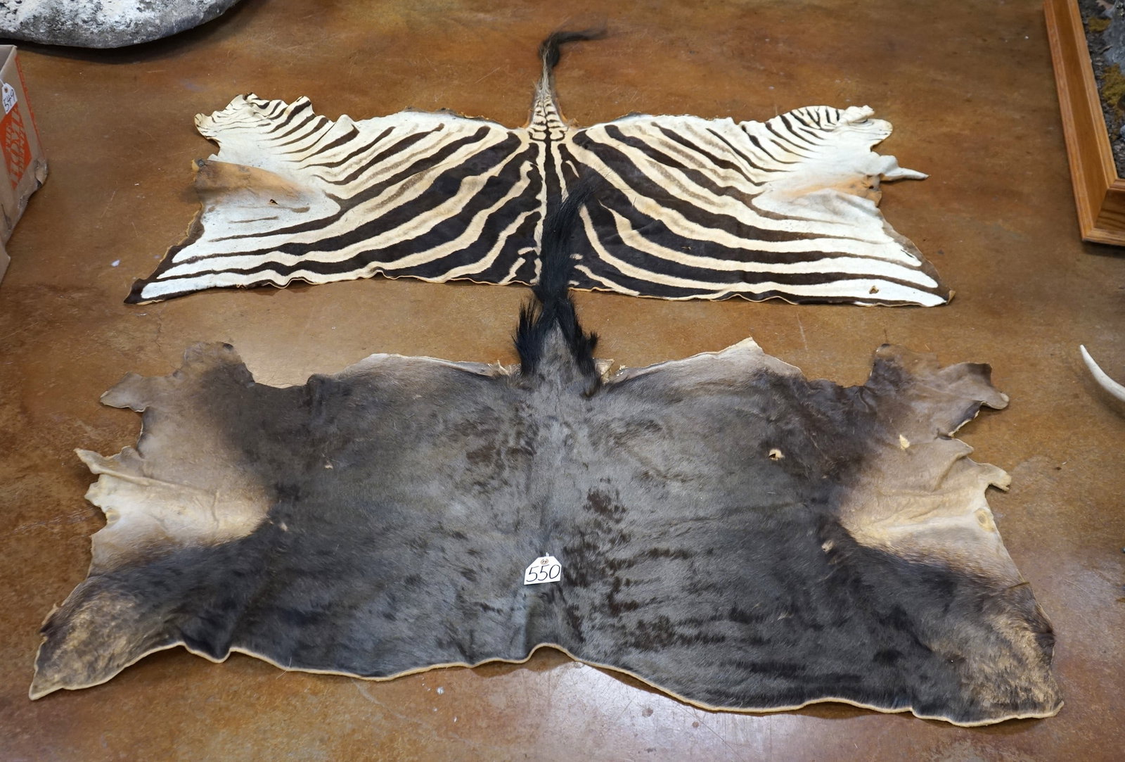 Half Zebra & Blue Wildebeest Tanned Backskins Taxidermy: As stated earlier, some of these skins have small skinning cuts and bullet holes.