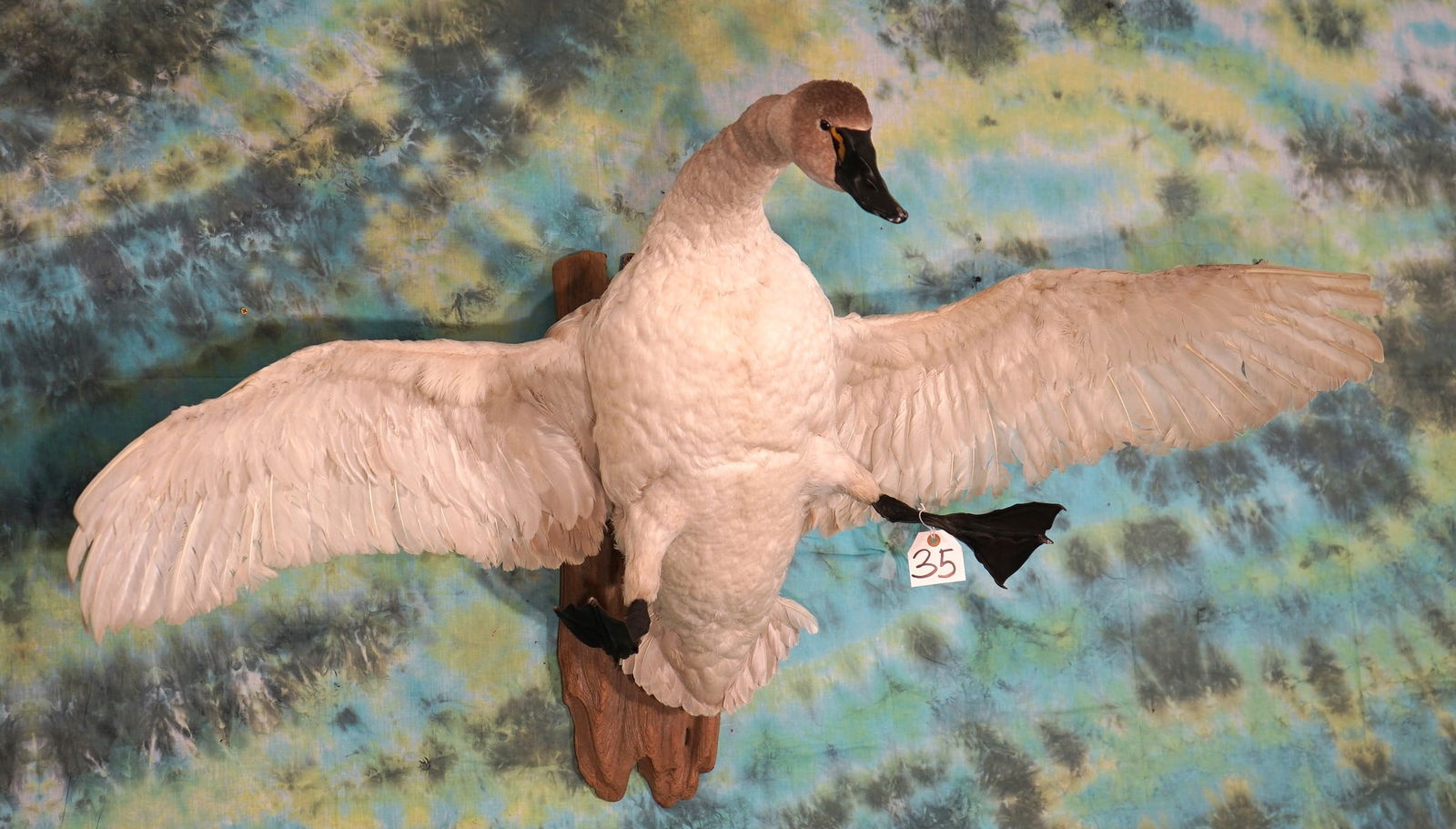 White Swan Taxidermy Bird Mount (1 of 3)