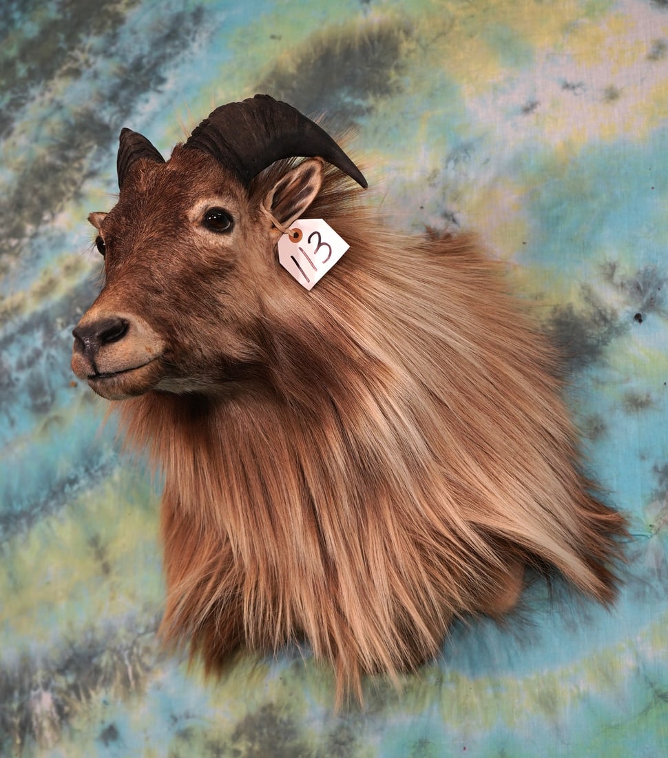 Himalayan Tahr Shoulder Taxidermy Mount (1 of 2)