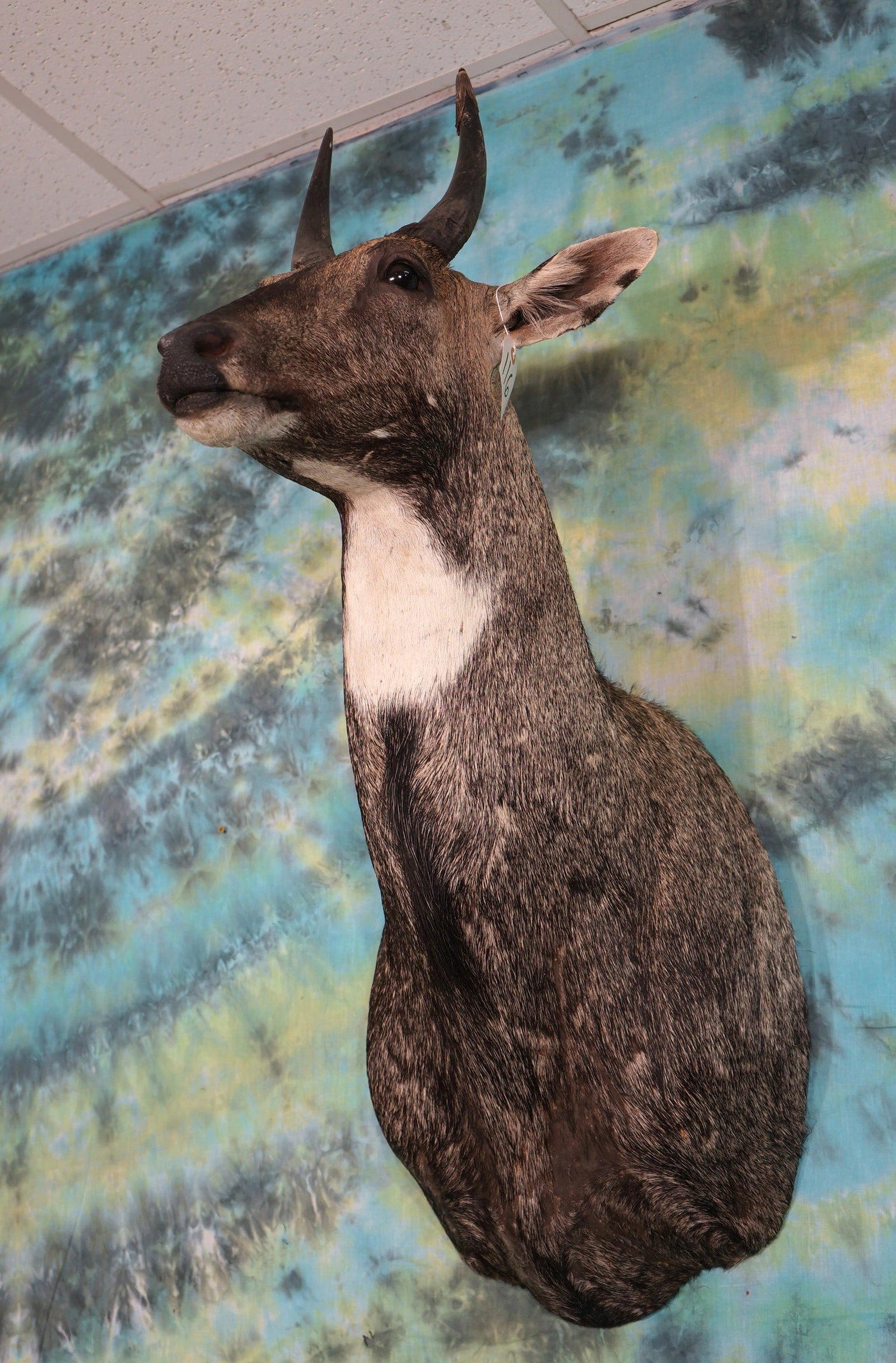 Indian Nilgai Antelope Shoulder Mount Taxidermy (1 of 2)