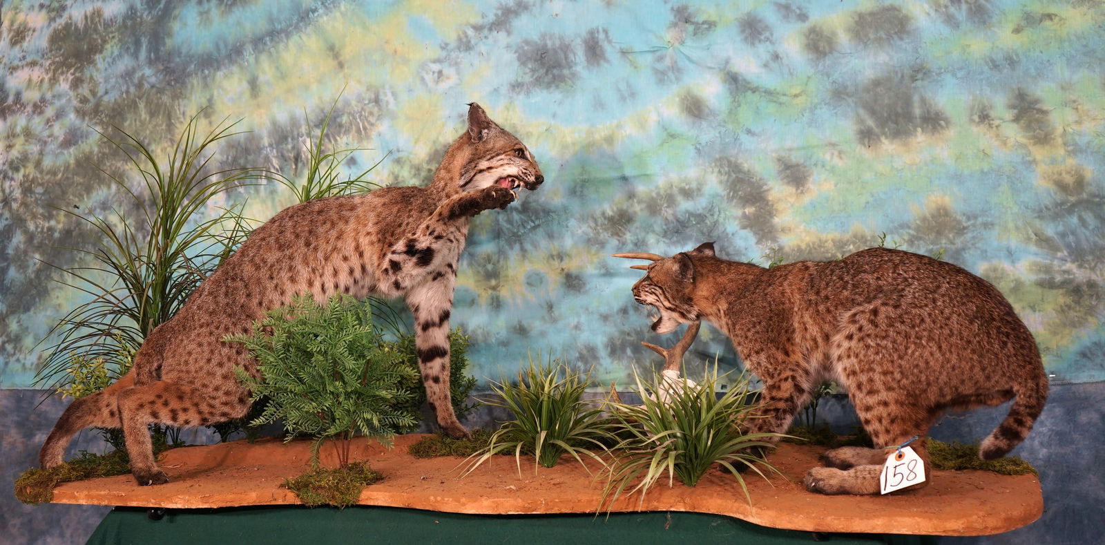 Pair of Bobcat Full Body Mounts in Natural Habitat Scene Fighting: These South Texas Bobcats obvious don't like each other. One has crossed over into the other ones territory and he did not like it. These mounts are clean and in excellent condition. The mounts as wel