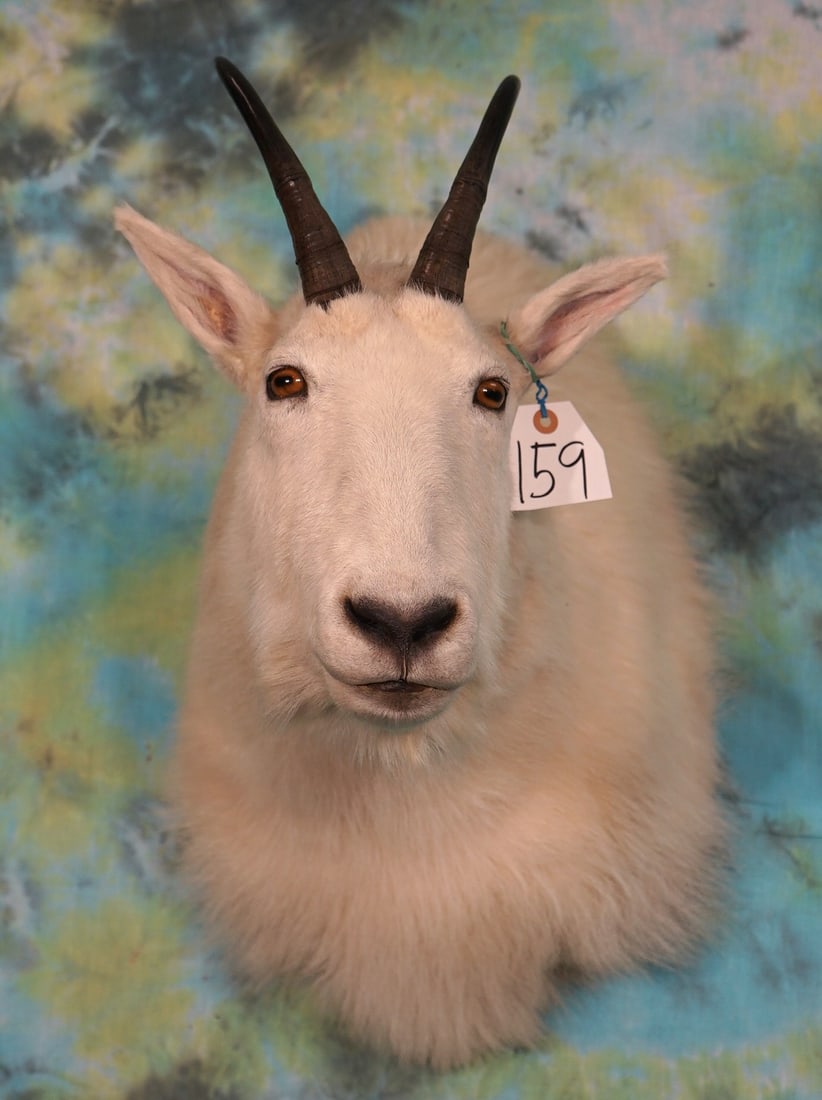 Rocky Mountain Goat Shoulder Taxidermy Mount: This is a mature Billy with good size horns. The mount is clean, smoke free, and in excellent condition. The taxidermy quality on a 1 to 10 scale grades a good solid 10.