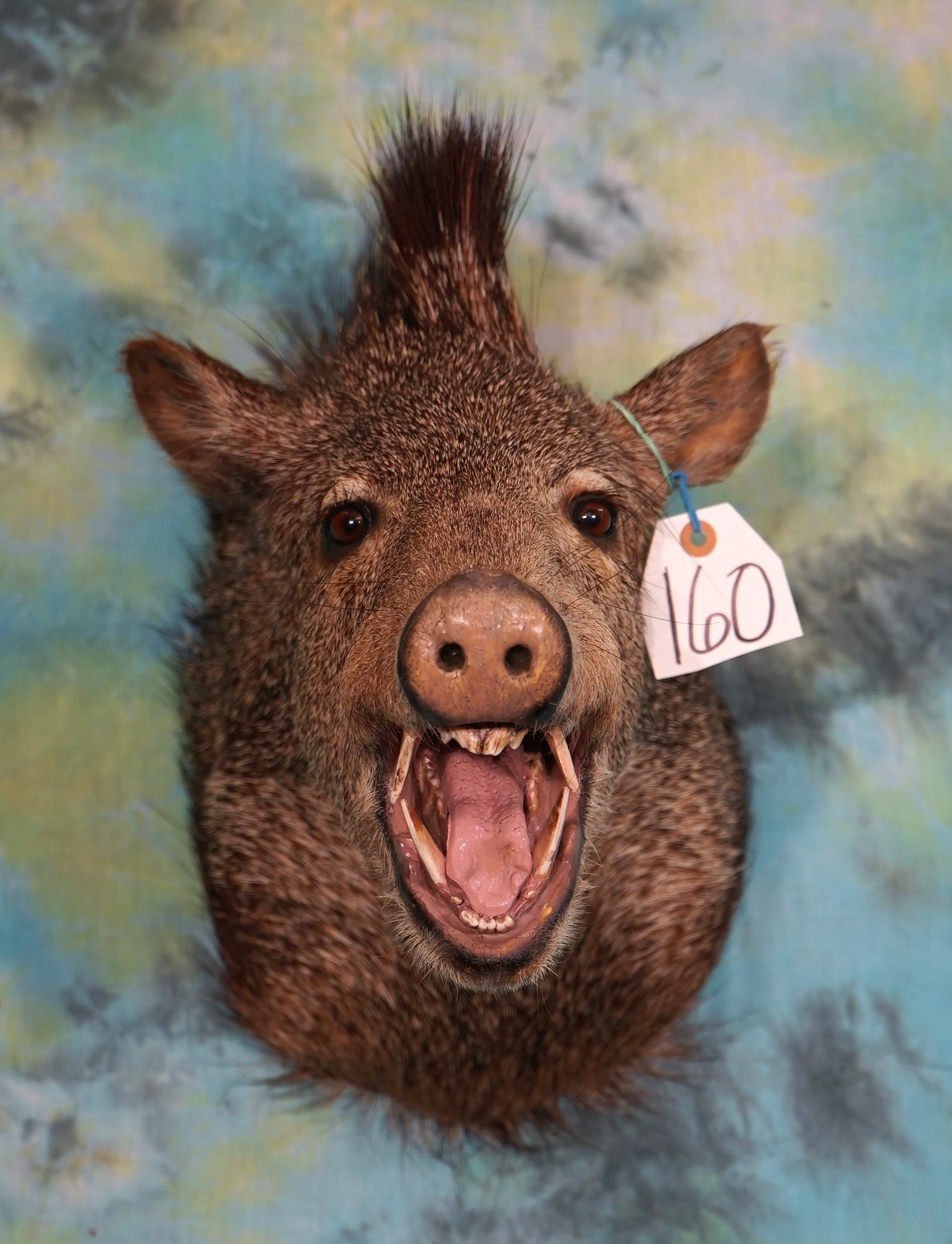 Javelina Shoulder Taxidermy Mount (1 of 2)