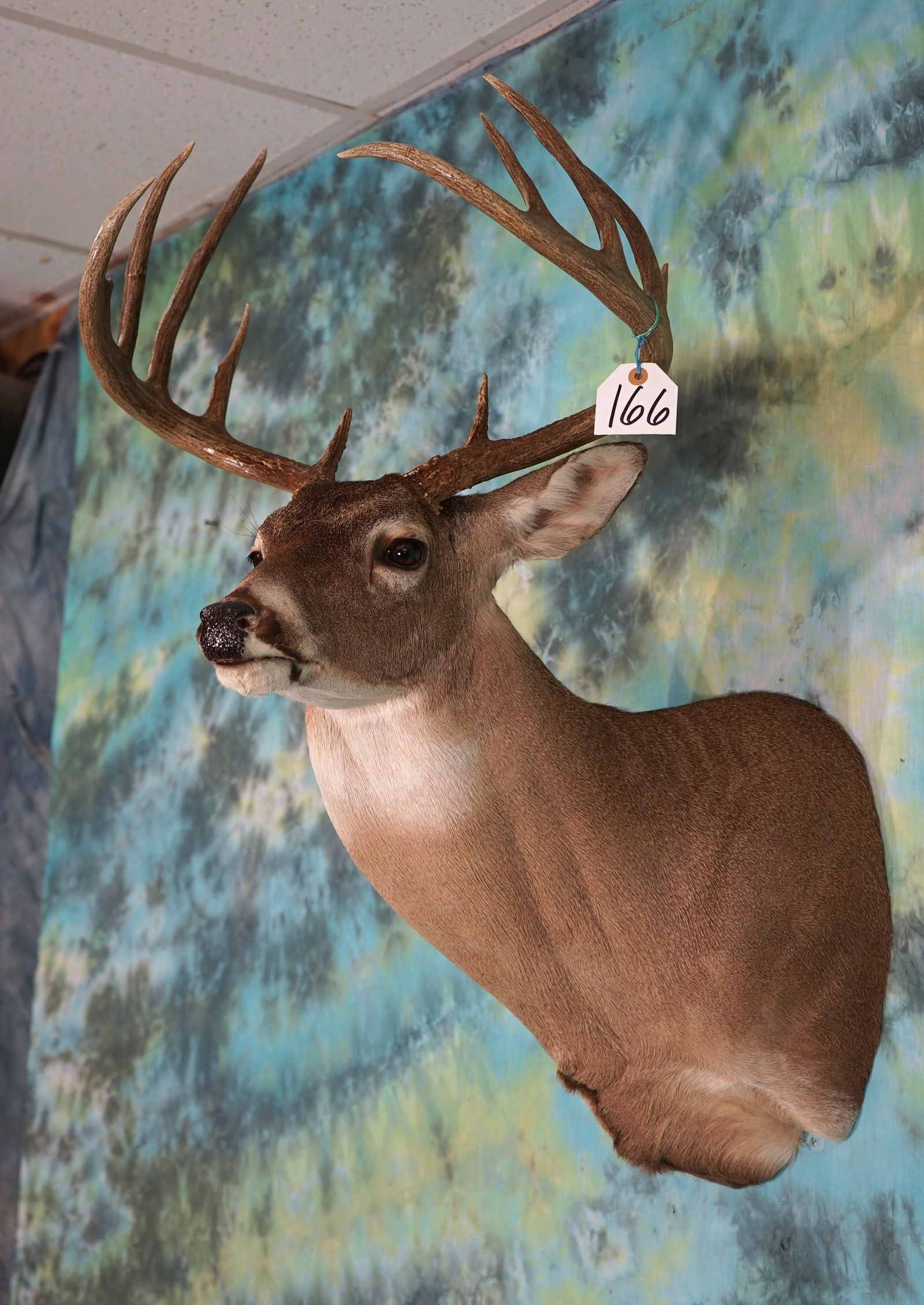 11 point Texas Whitetail Deer Shoulder Taxidermy Mount (1 of 2)