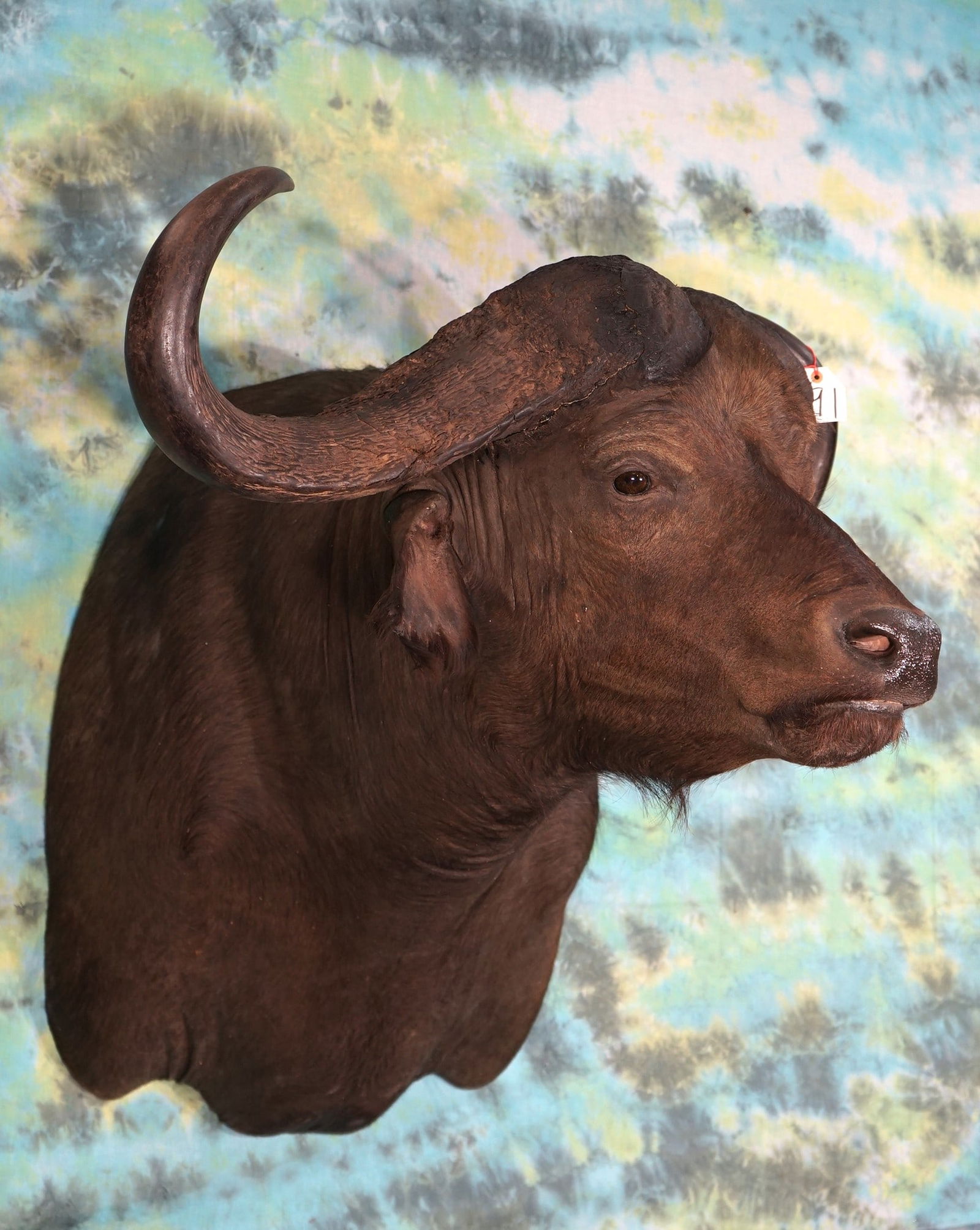 African Cape Buffalo Shoulder Taxidermy Mount (1 of 2)