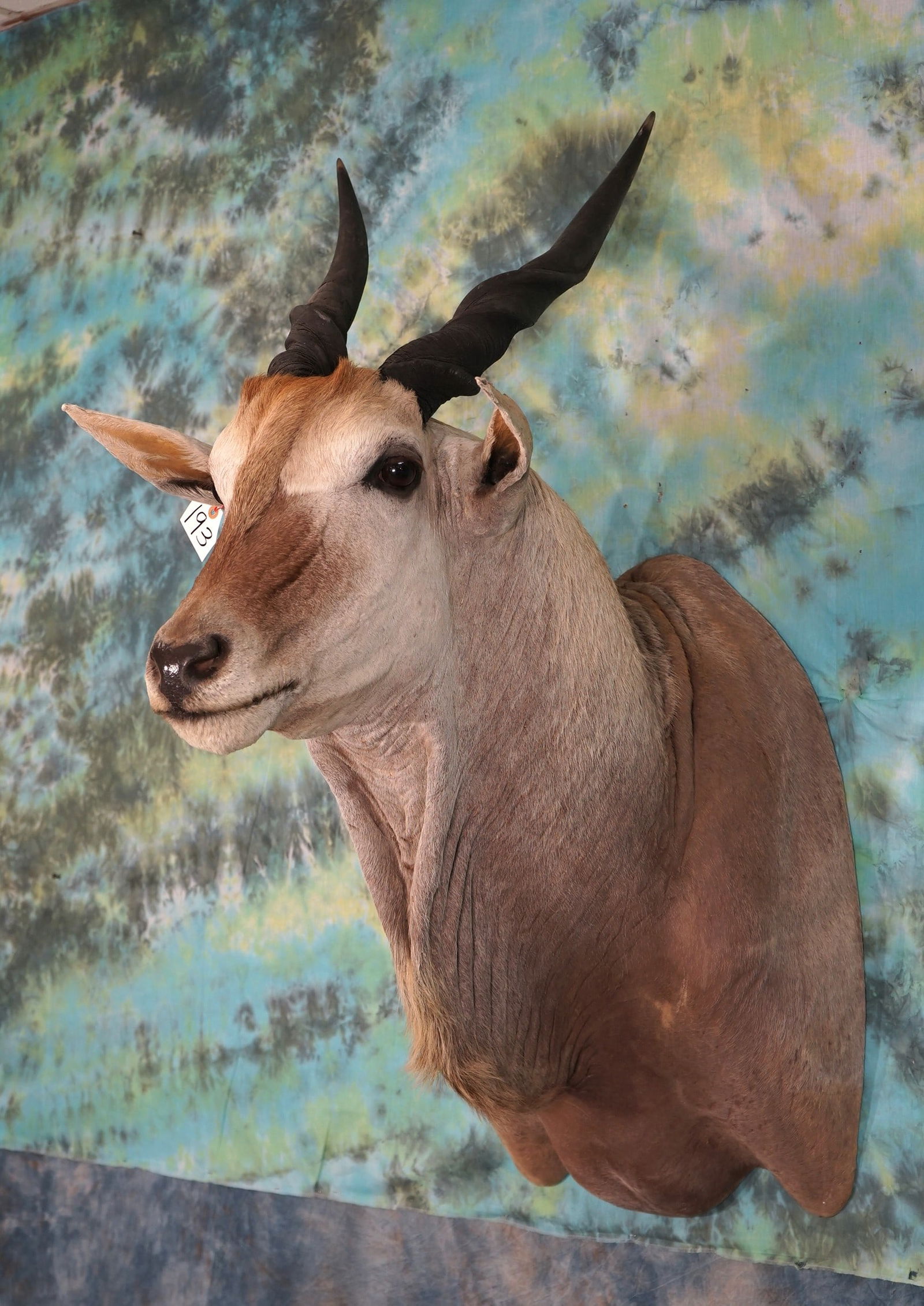 African Cape Eland Shoulder Taxidermy Mount (1 of 2)
