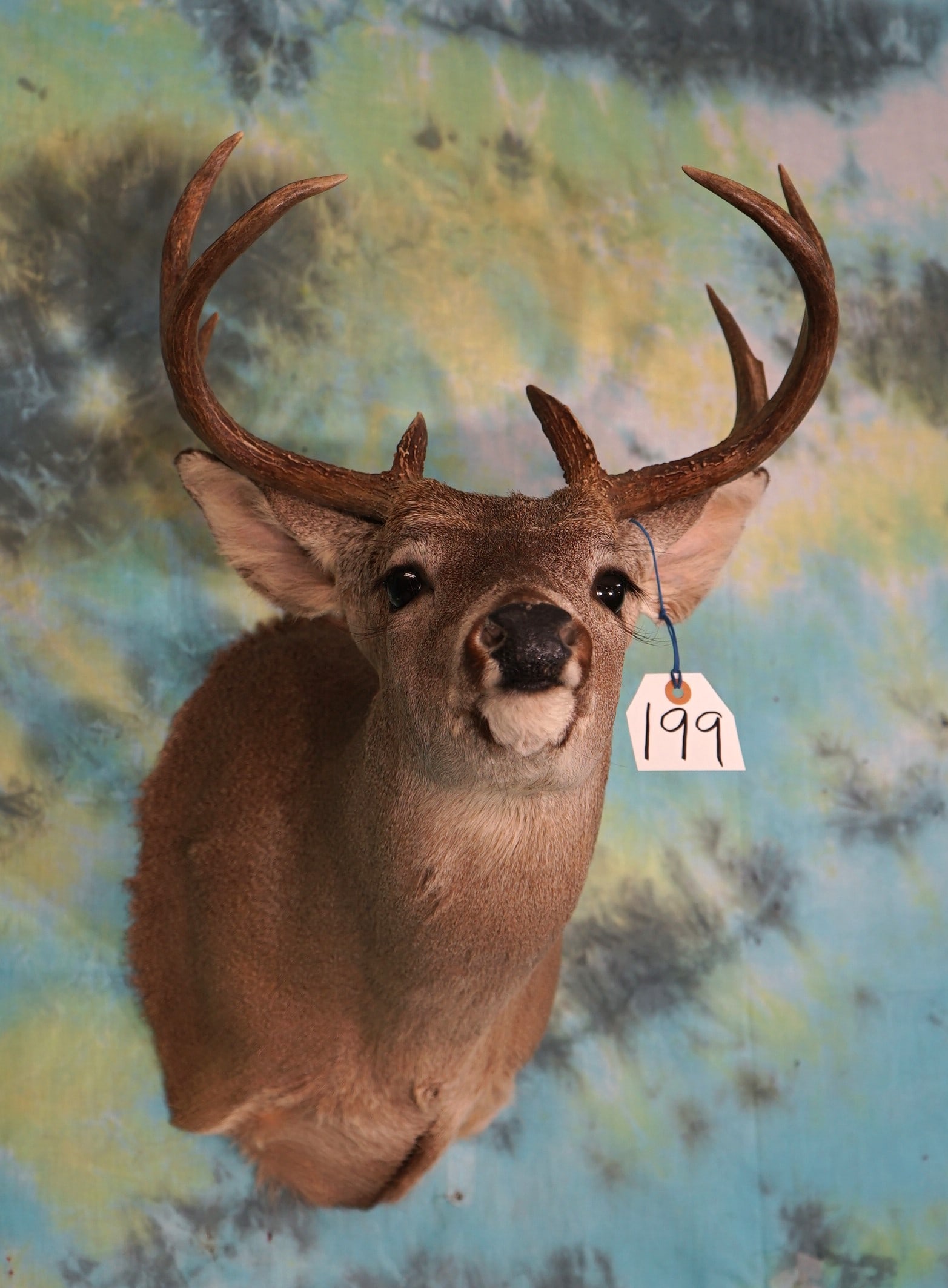 Coues Deer Shoulder Taxidermy Mount (1 of 2)