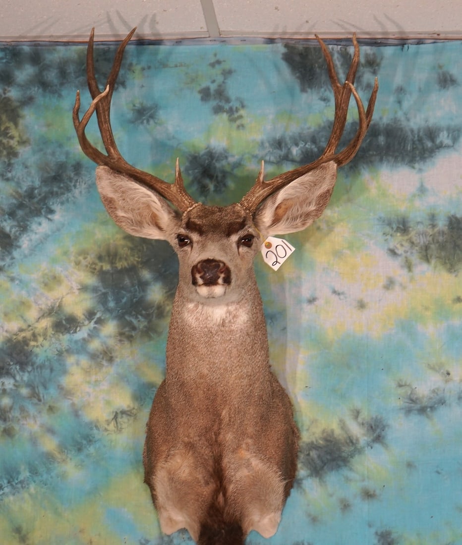 Mule Deer Shoulder Mount Taxidermy (1 of 2)