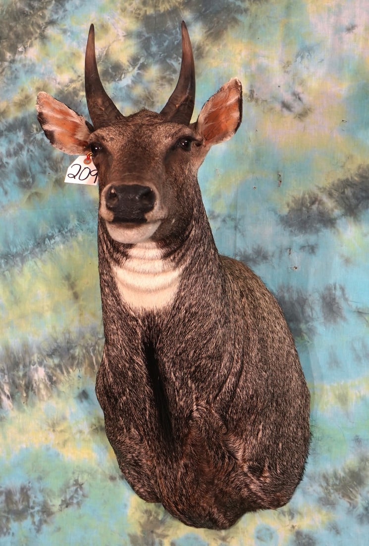Beautiful Nilgai or Blue Bull" Antelope Shoulder Taxidermy Mount (1 of 3)