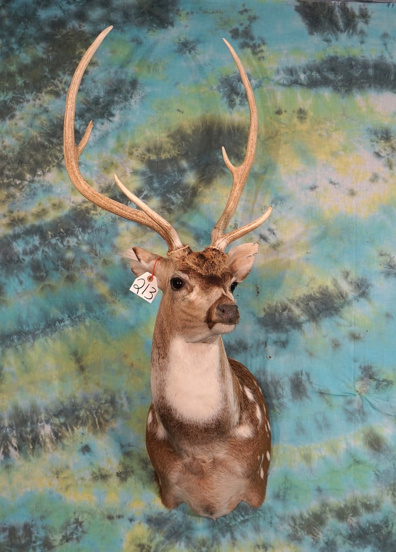 Axis Deer Shoulder Taxidermy Mount (1 of 2)