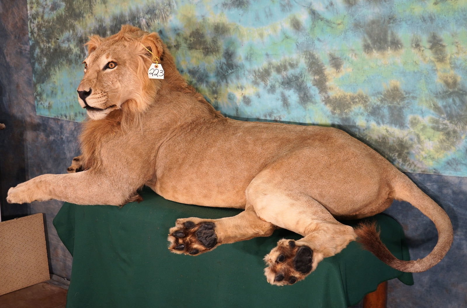 African Lion Full Body Taxidermy Mount **Texas Residents Only!** (1 of 4)