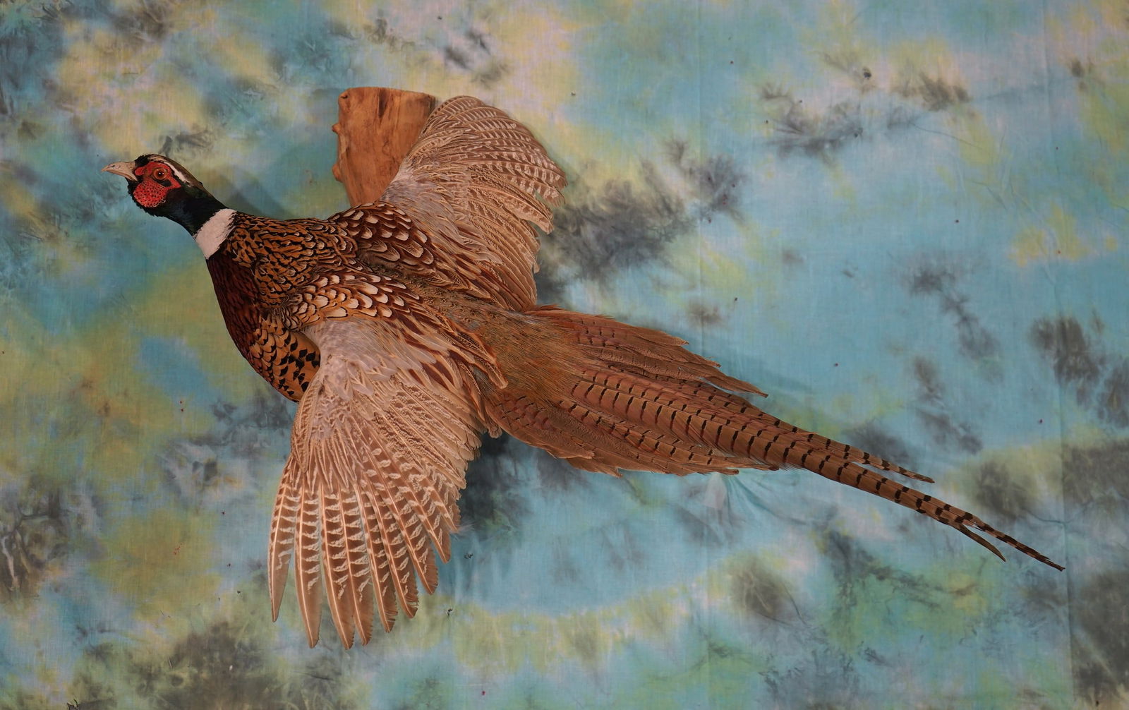 Flying Ringneck Pheasant Taxidermy Bird Mount (1 of 2)