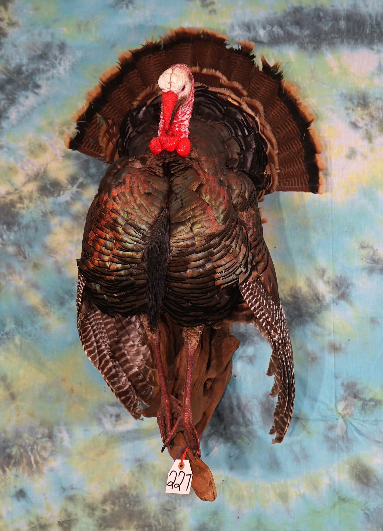 Strutting Wild Turkey Taxidermy Wall Mount (1 of 2)