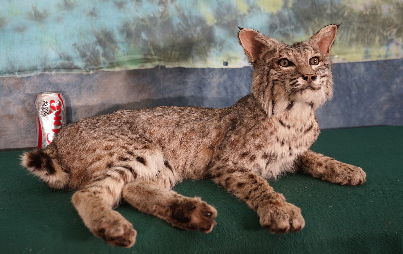 Full Body Bobcat Taxidermy Mount (1 of 2)